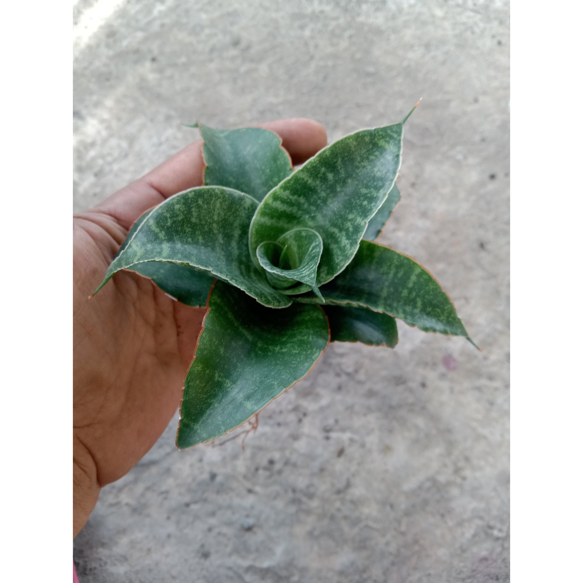 Sansevieria Sengkuni, real feature image plant. Picture taken directly from kaktus.id community Sansevieria farmer green houses.