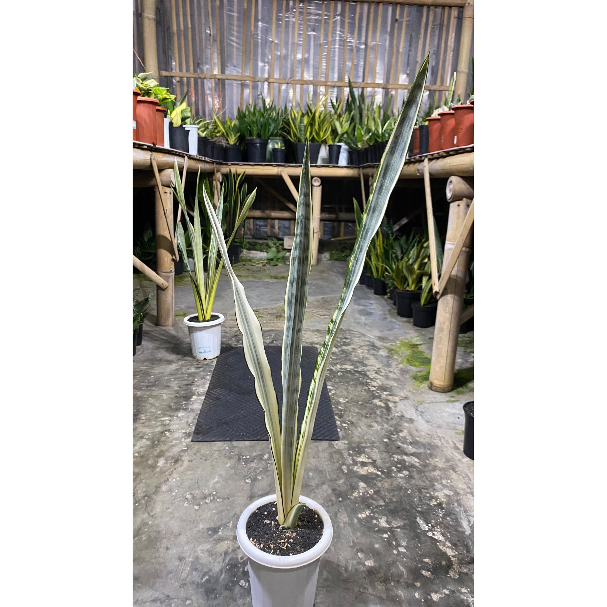 Sansevieria Silver Street, real feature image plant. Picture taken directly from kaktus.id community Sansevieria farmer green houses.