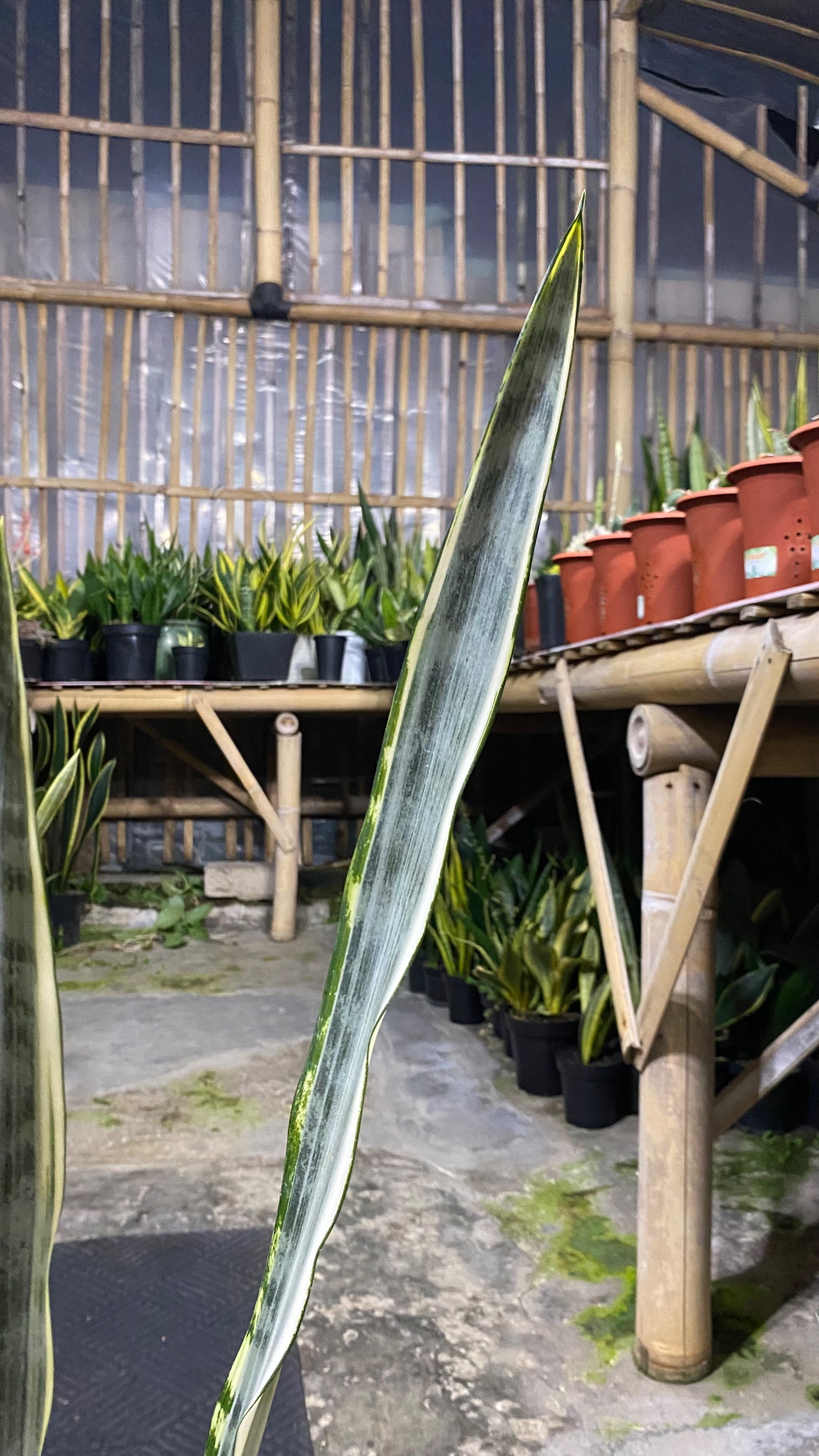 Sansevieria Silver Street, real gallery image #1 plants. Picture taken directly from kaktus.id community Sansevieria farmer green houses.