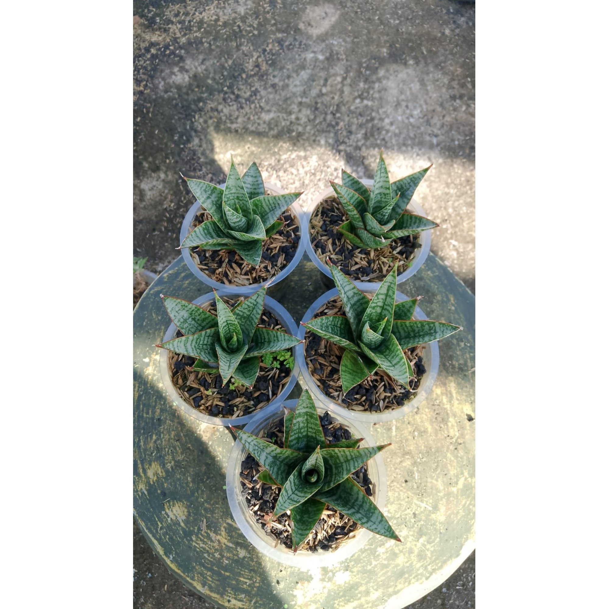 Sansevieria Sky Claws 5 Pcs, real feature image plant. Picture taken directly from kaktus.id community Sansevieria farmer green houses.
