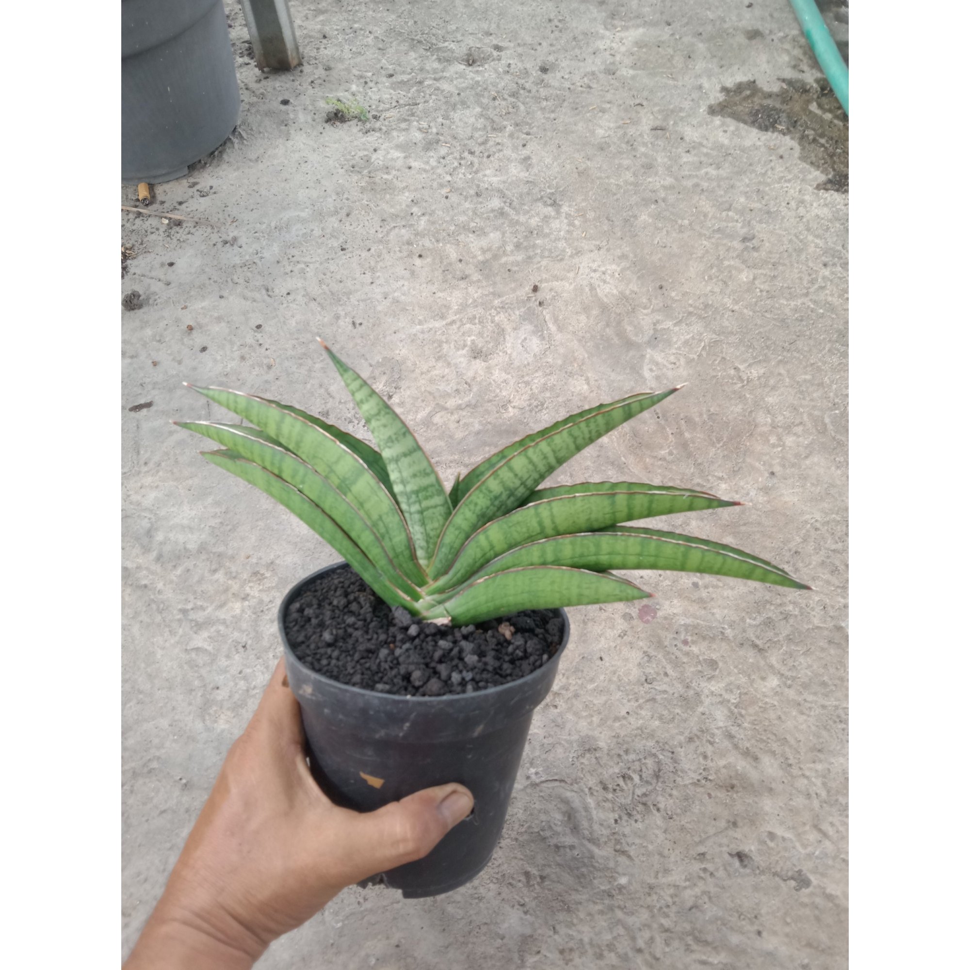 Sansevieria Srikandi size 25 cm, real feature image plant. Picture taken directly from kaktus.id community Sansevieria farmer green houses.