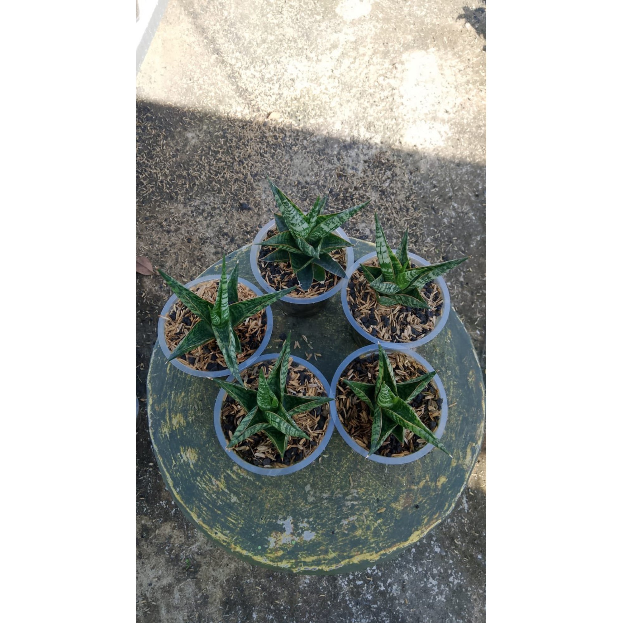 Sansevieria Srikaton X Baltazar 5 Pcs, real feature image plant. Picture taken directly from kaktus.id community Sansevieria farmer green houses.