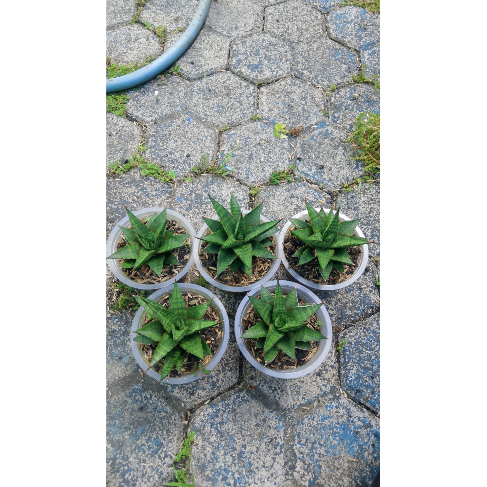Sansevieria Stargate 5 Pcs, real feature image plant. Picture taken directly from kaktus.id community Sansevieria farmer green houses.