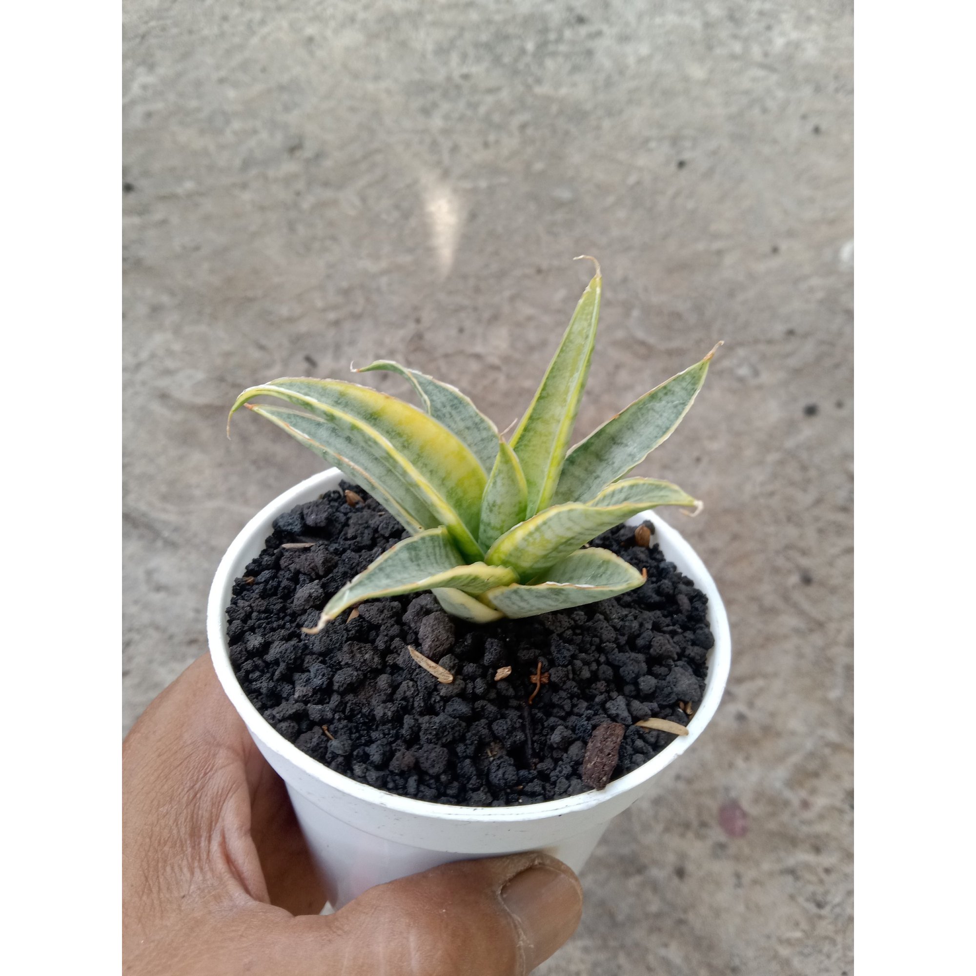 Sansevieria Sweet Cellery Varigated, real feature image plant. Picture taken directly from kaktus.id community Sansevieria farmer green houses.