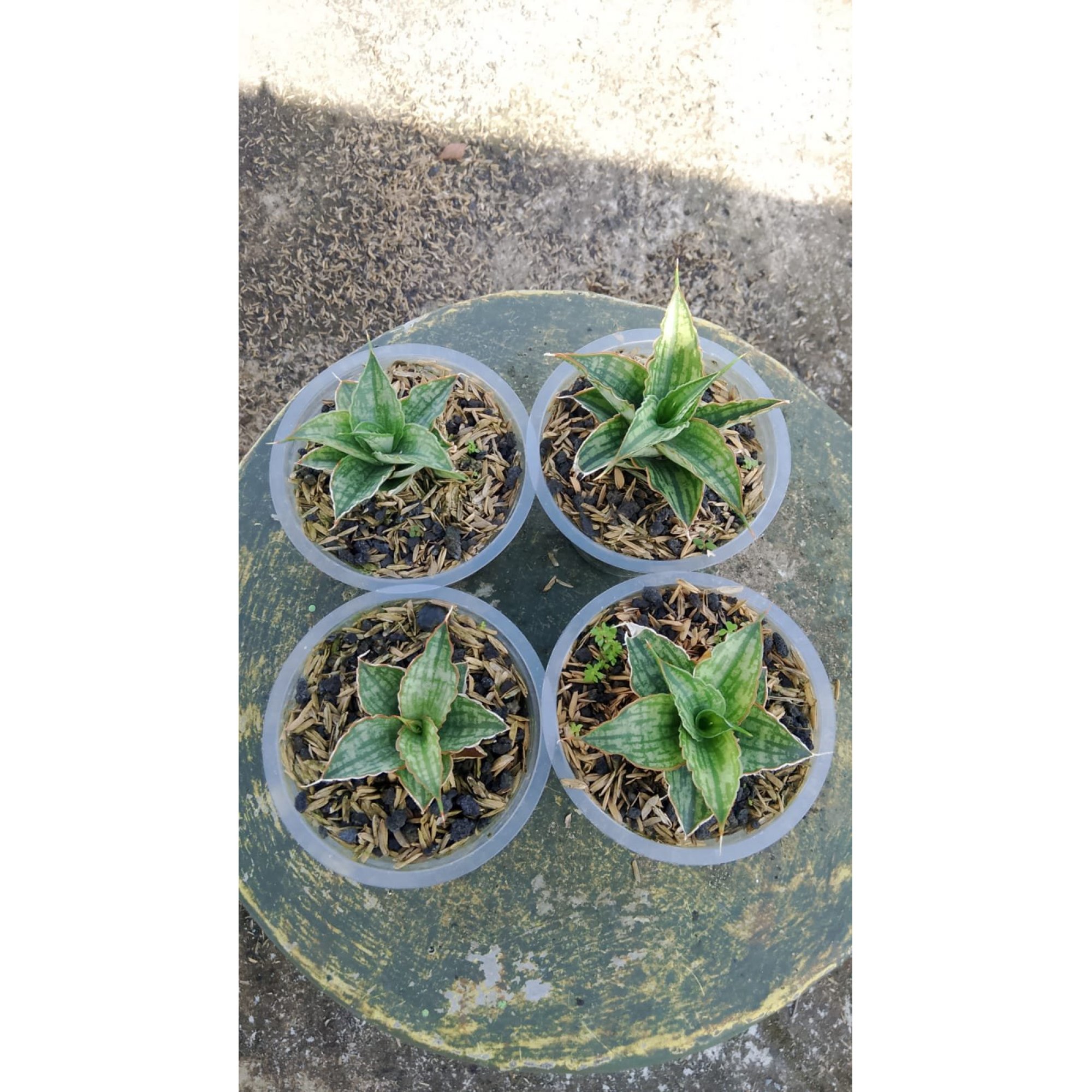 Sansevieria Tanian 4 Pcs, real feature image plant. Picture taken directly from kaktus.id community Sansevieria farmer green houses.