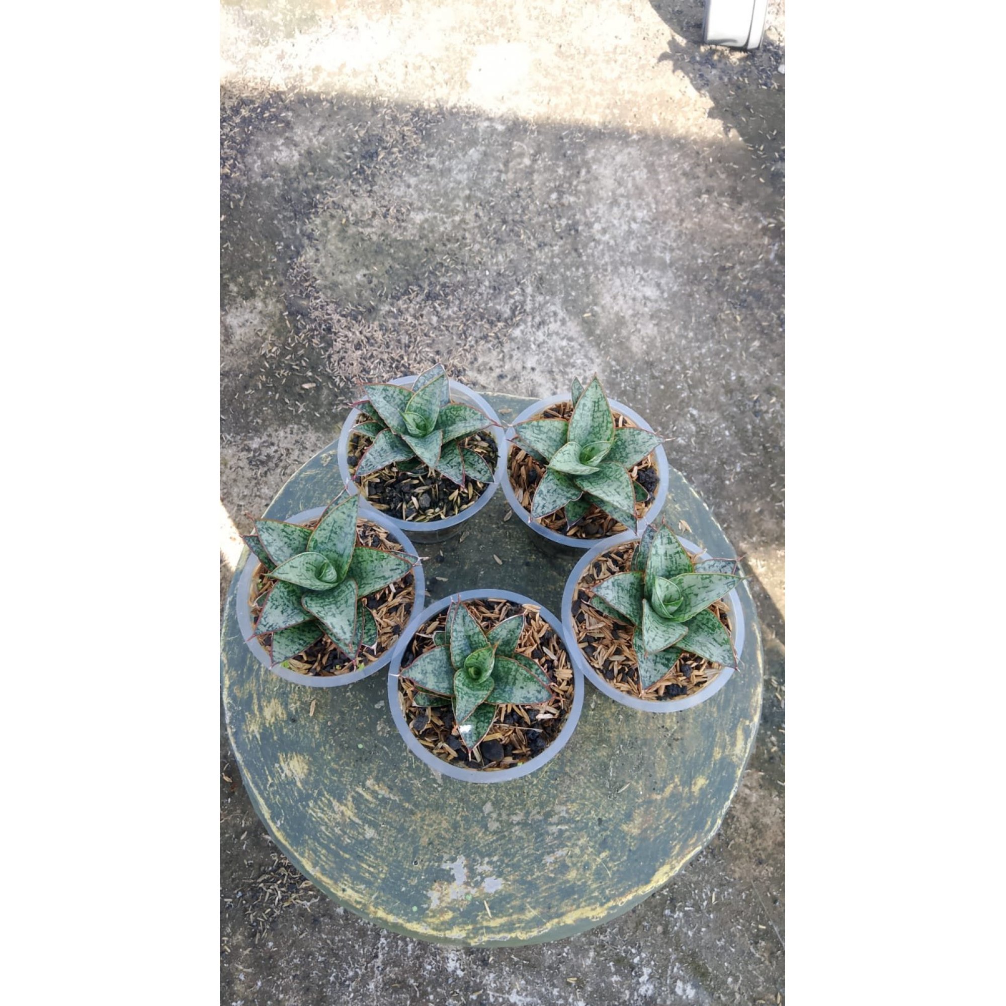Sansevieria Toxin 5 Pcs, real feature image plant. Picture taken directly from kaktus.id community Sansevieria farmer green houses.