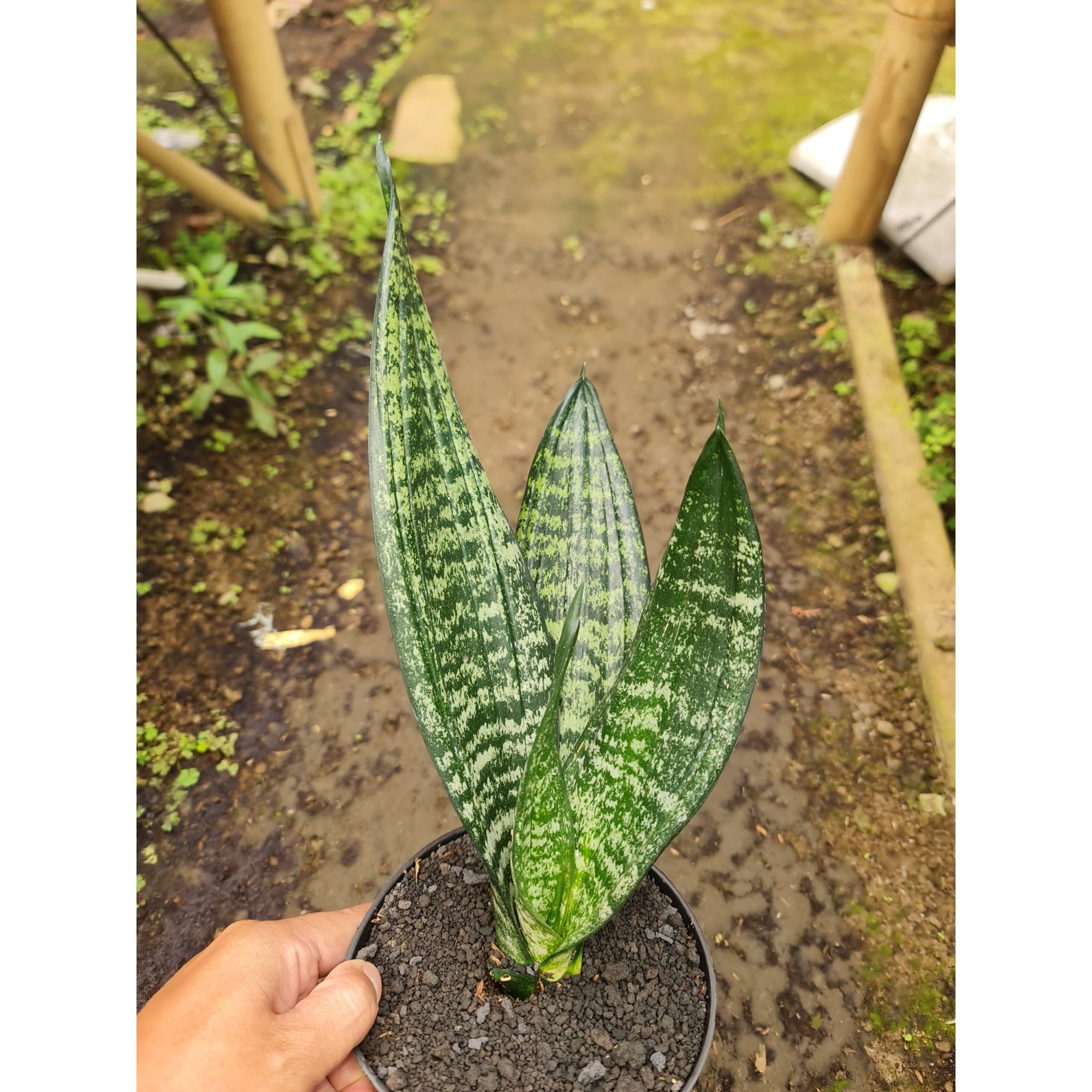 Sansevieria Trifasciata Black Robusta, real feature image plant. Picture taken directly from kaktus.id community Sansevieria farmer green houses.