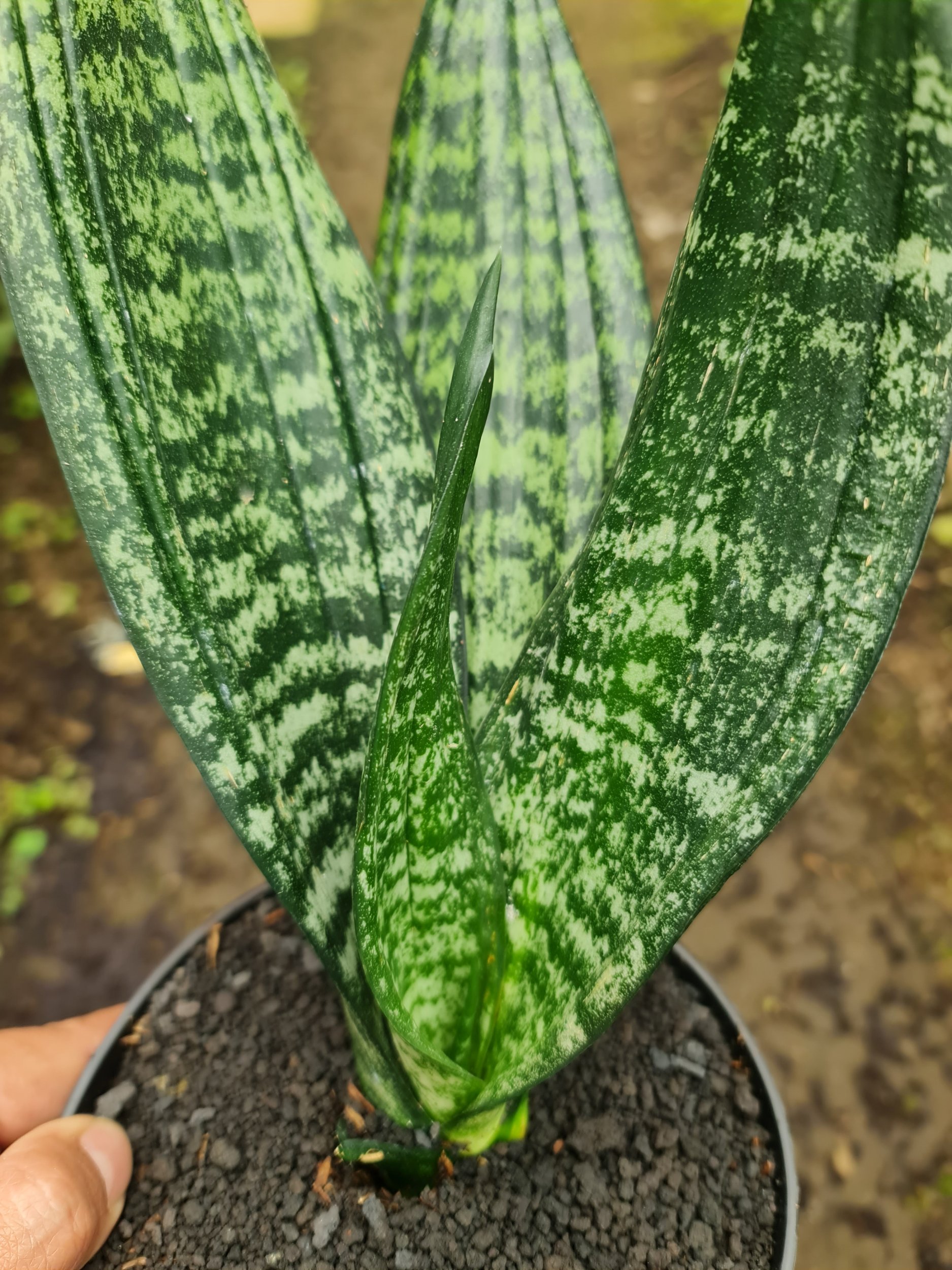 Sansevieria Trifasciata Black Robusta, real gallery image #1 plants. Picture taken directly from kaktus.id community Sansevieria farmer green houses.