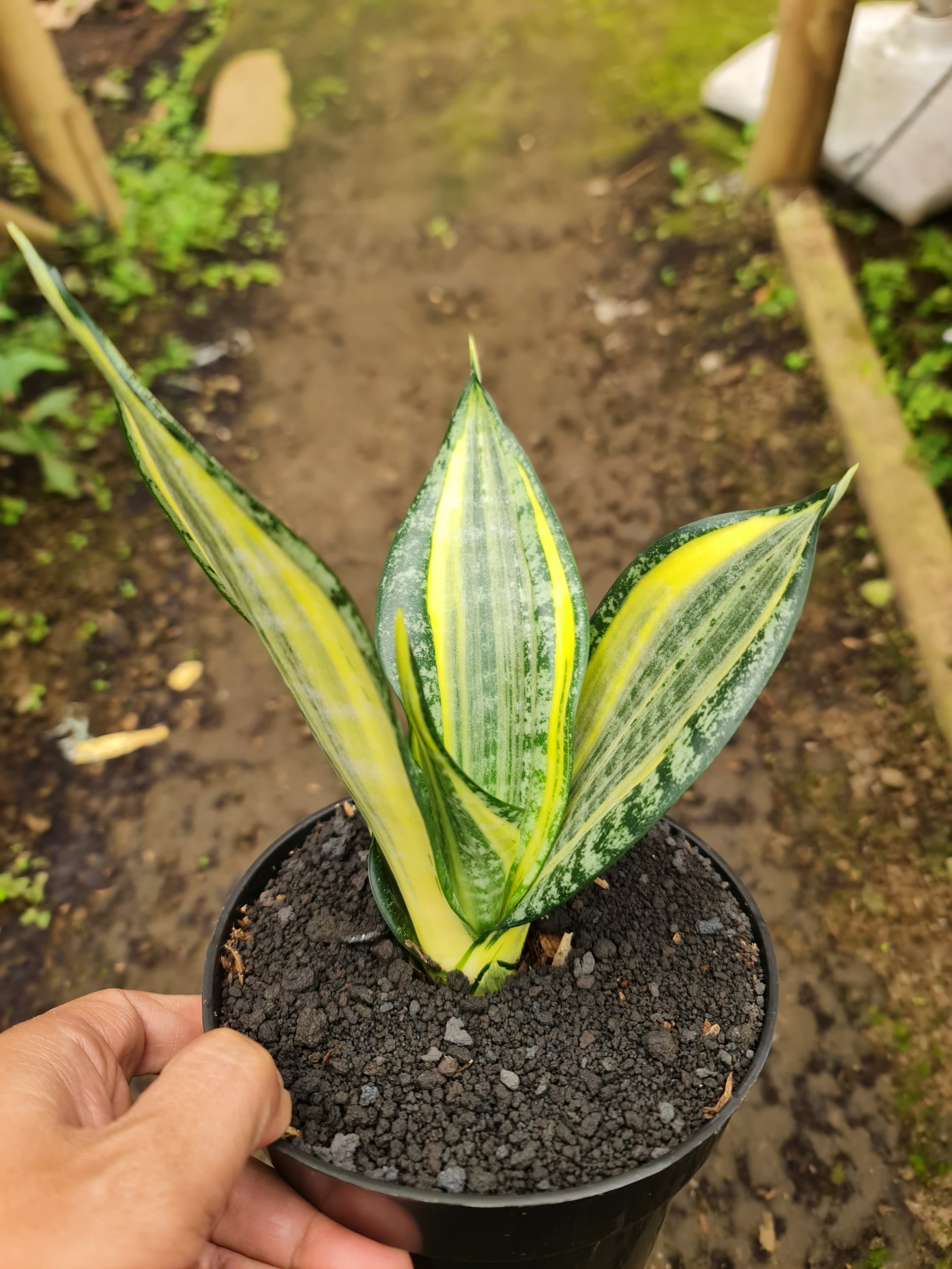 Sansevieria Trufasciata New Mutation Golden Banner, real gallery image #1 plants. Picture taken directly from kaktus.id community Sansevieria farmer green houses.