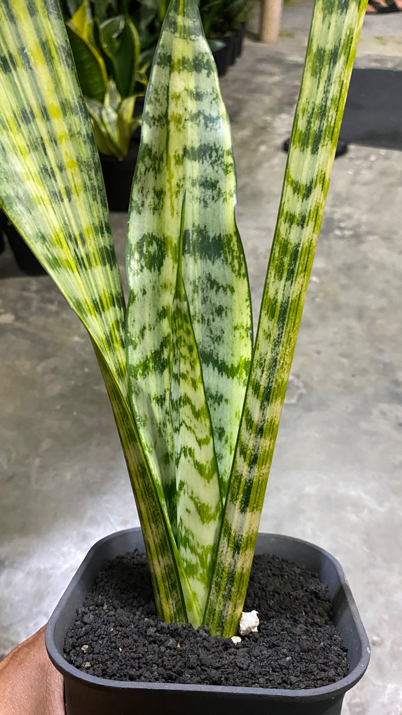 Sansevieria Wagner, real gallery image #1 plants. Picture taken directly from kaktus.id community Sansevieria farmer green houses.