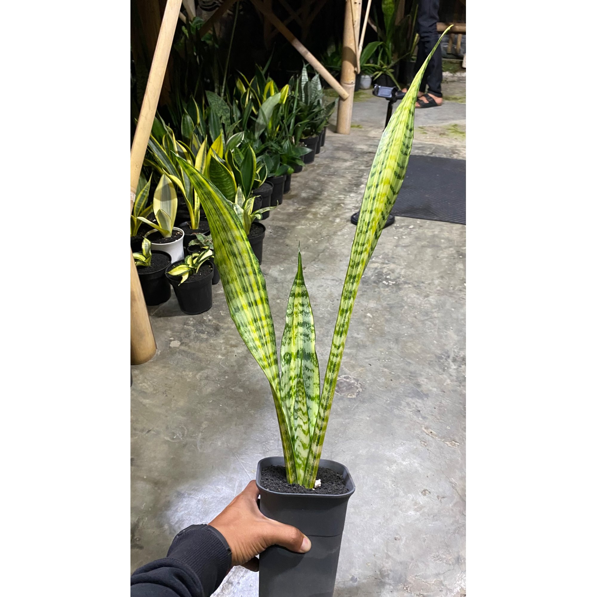 Sansevieria Wagner, real feature image plant. Picture taken directly from kaktus.id community Sansevieria farmer green houses.