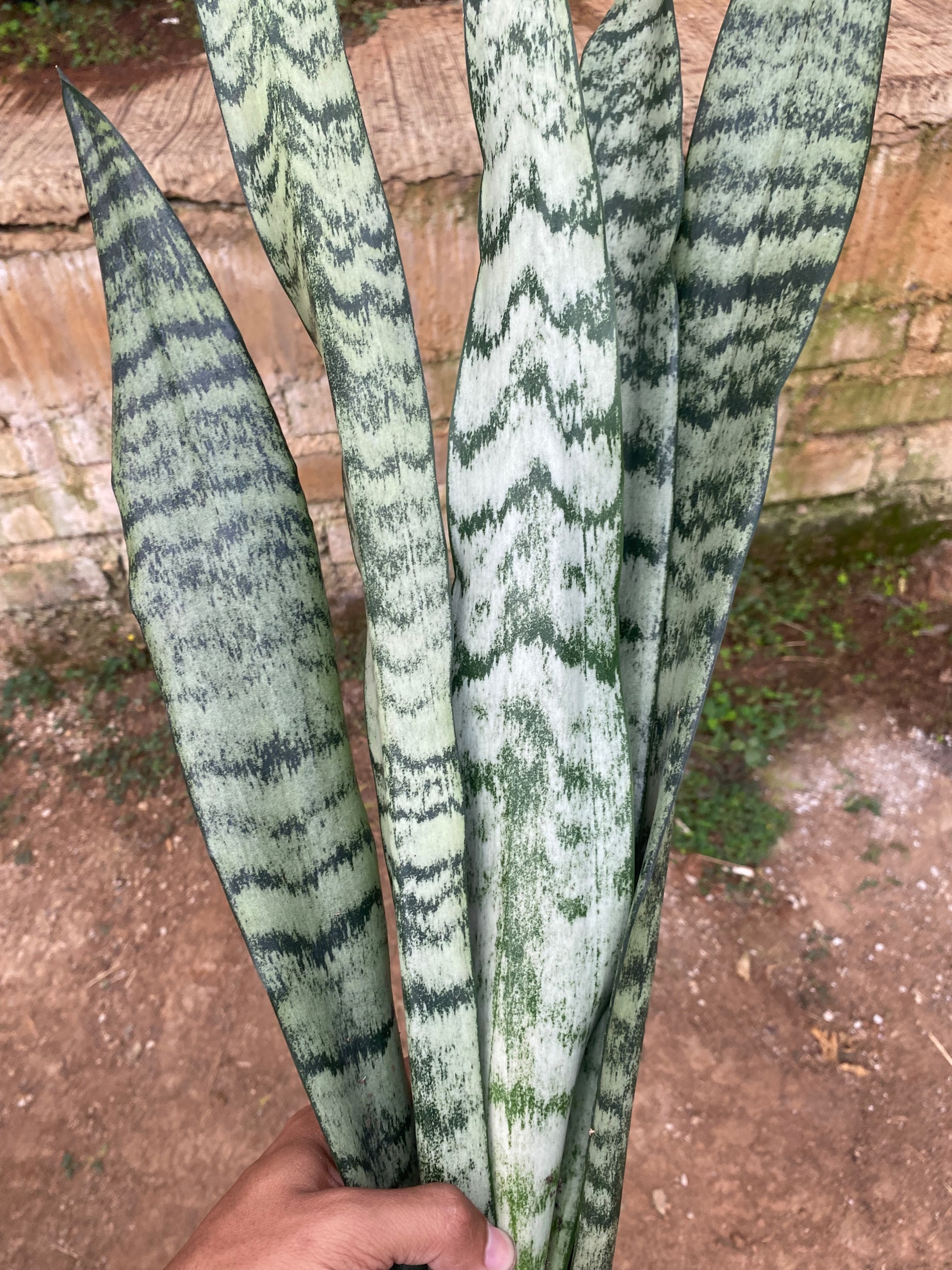 Sansevieria Wagner Green, real gallery image #1 plants. Picture taken directly from kaktus.id community Sansevieria farmer green houses.
