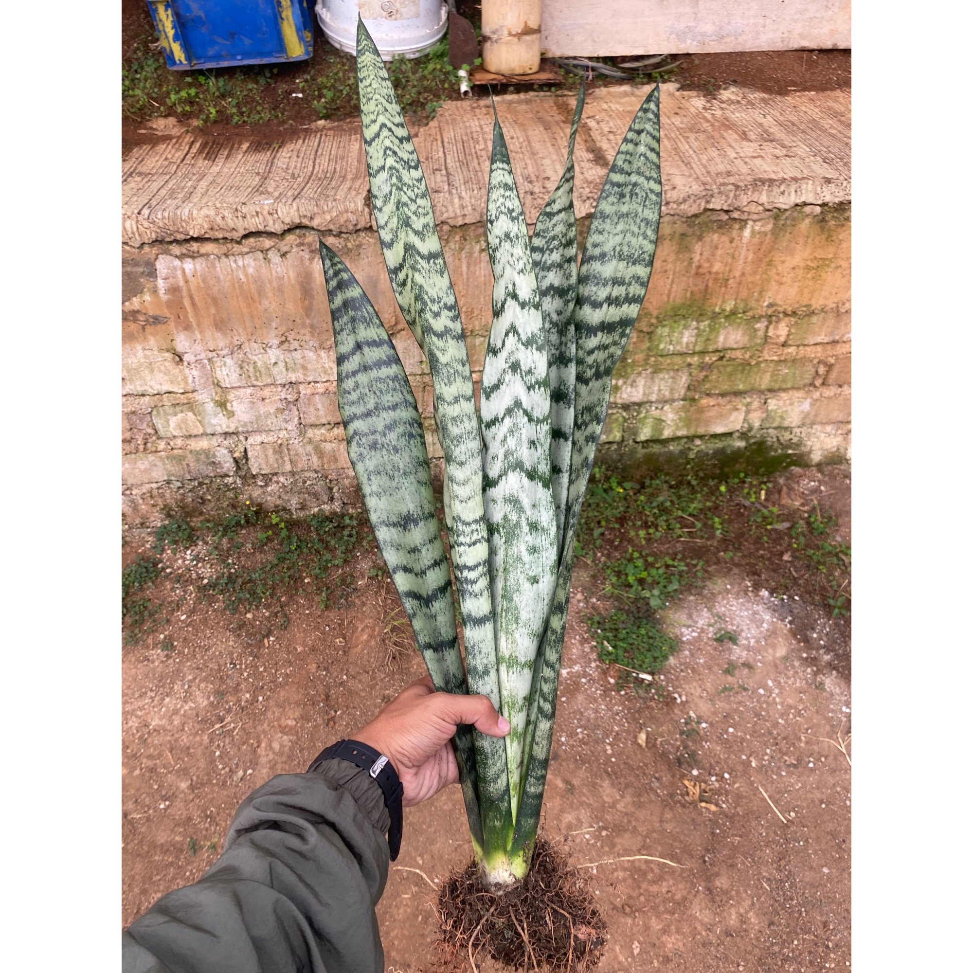 Sansevieria Wagner Green, real feature image plant. Picture taken directly from kaktus.id community Sansevieria farmer green houses.