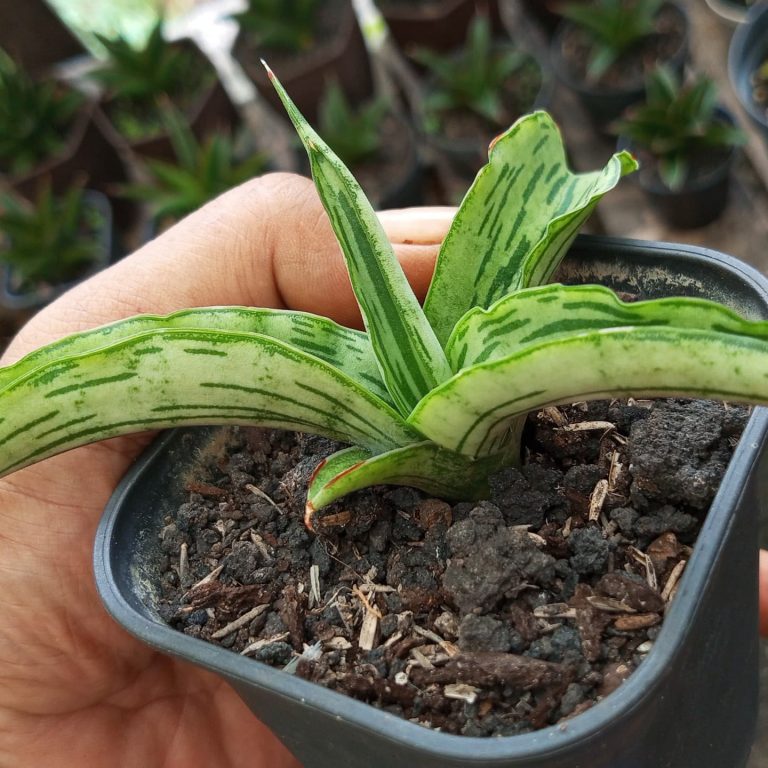 2132. Sansevieria Water Melon Size 12 Cm