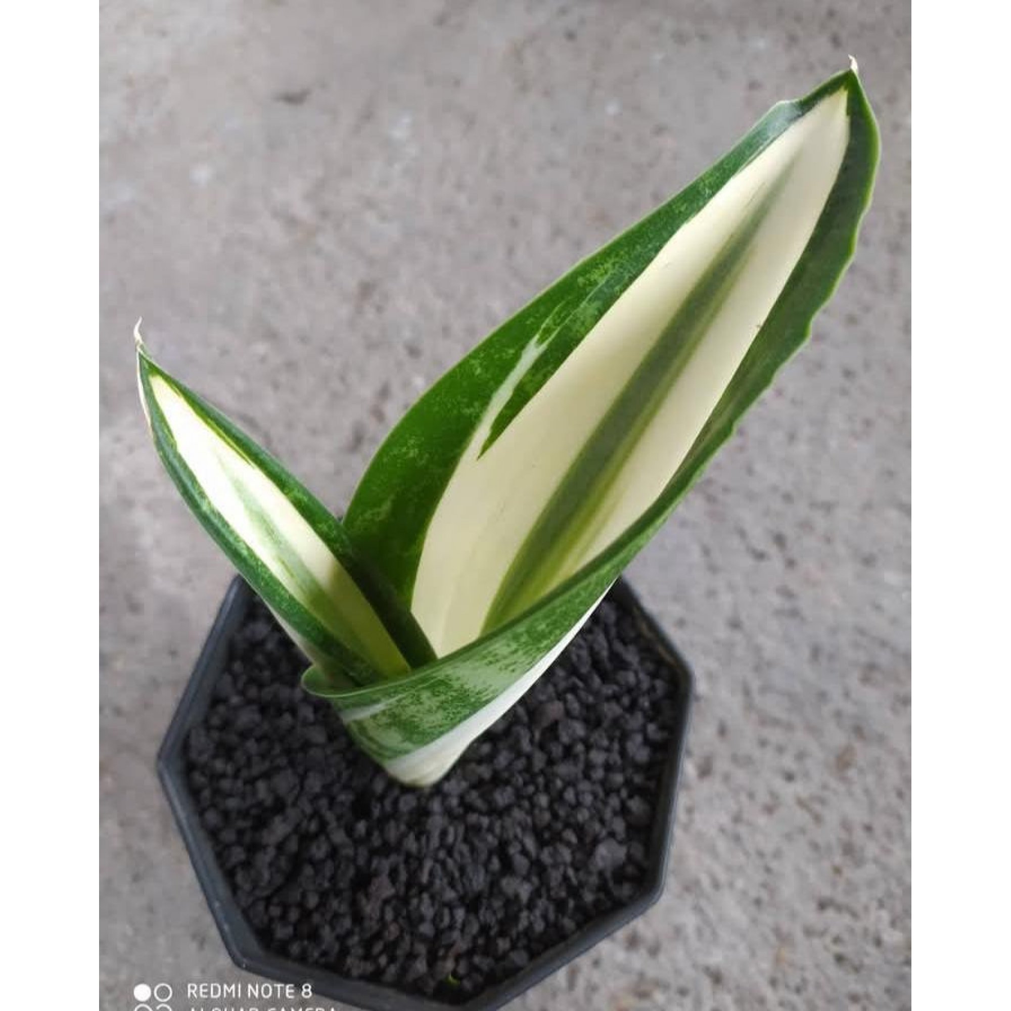 Sansevieria White Sarah Hufman - feature image plants catalog from online  shop plants exporter - Kaktus Indonesia ( www.kaktus.id ) - kaktus.id