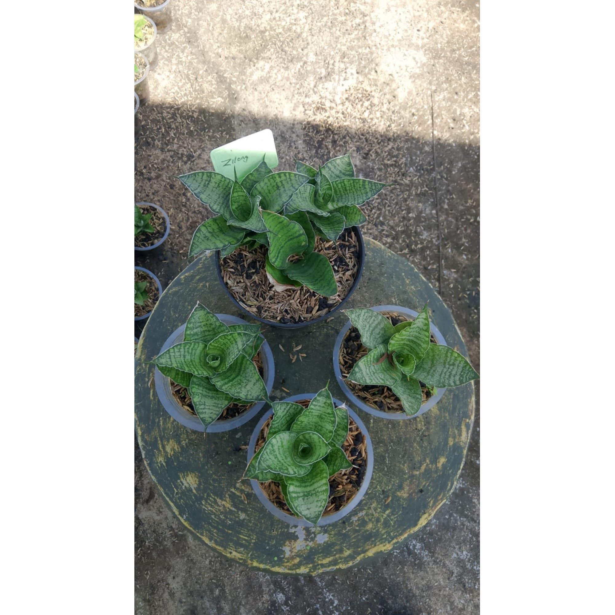 Sansevieria Zylong 5 Pcs, real feature image plant. Picture taken directly from kaktus.id community Sansevieria farmer green houses.