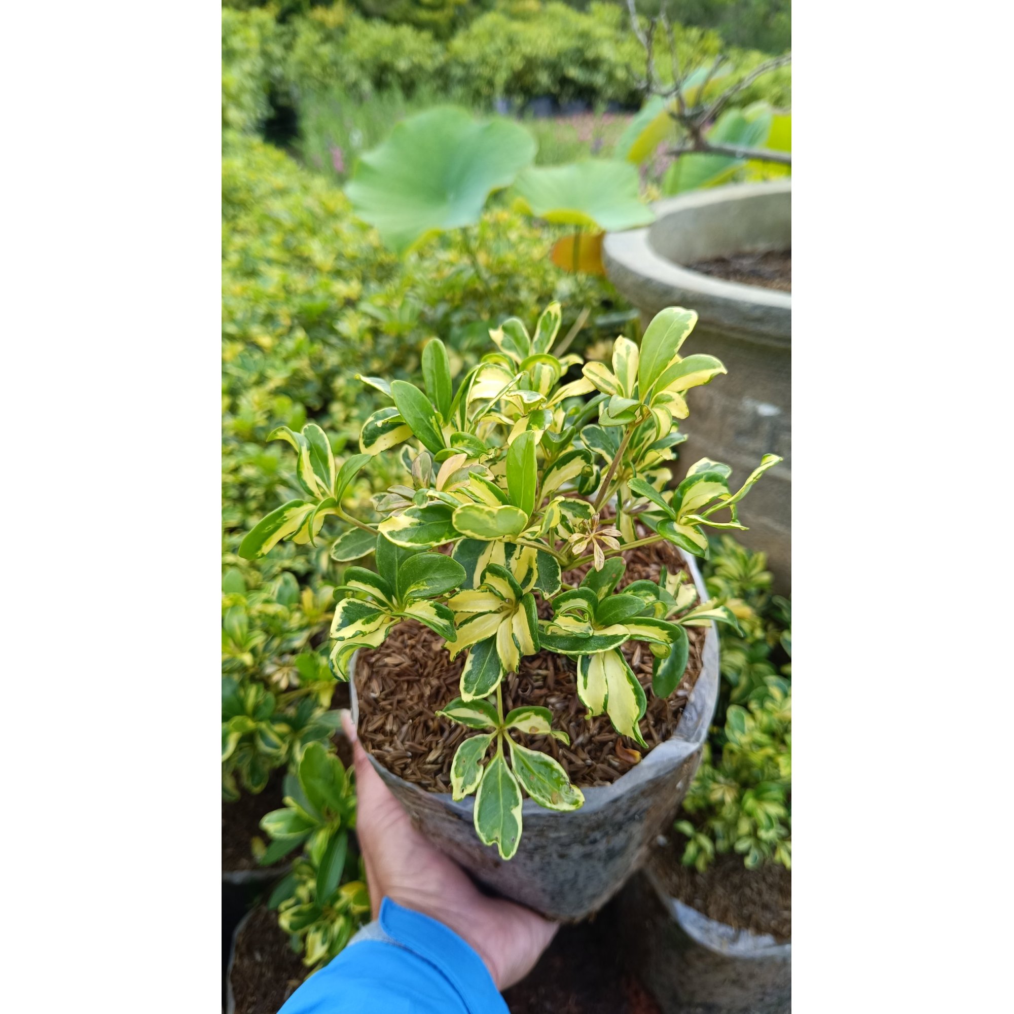 Schefflera Arboricola Variegated 10pcs, real feature image plant.