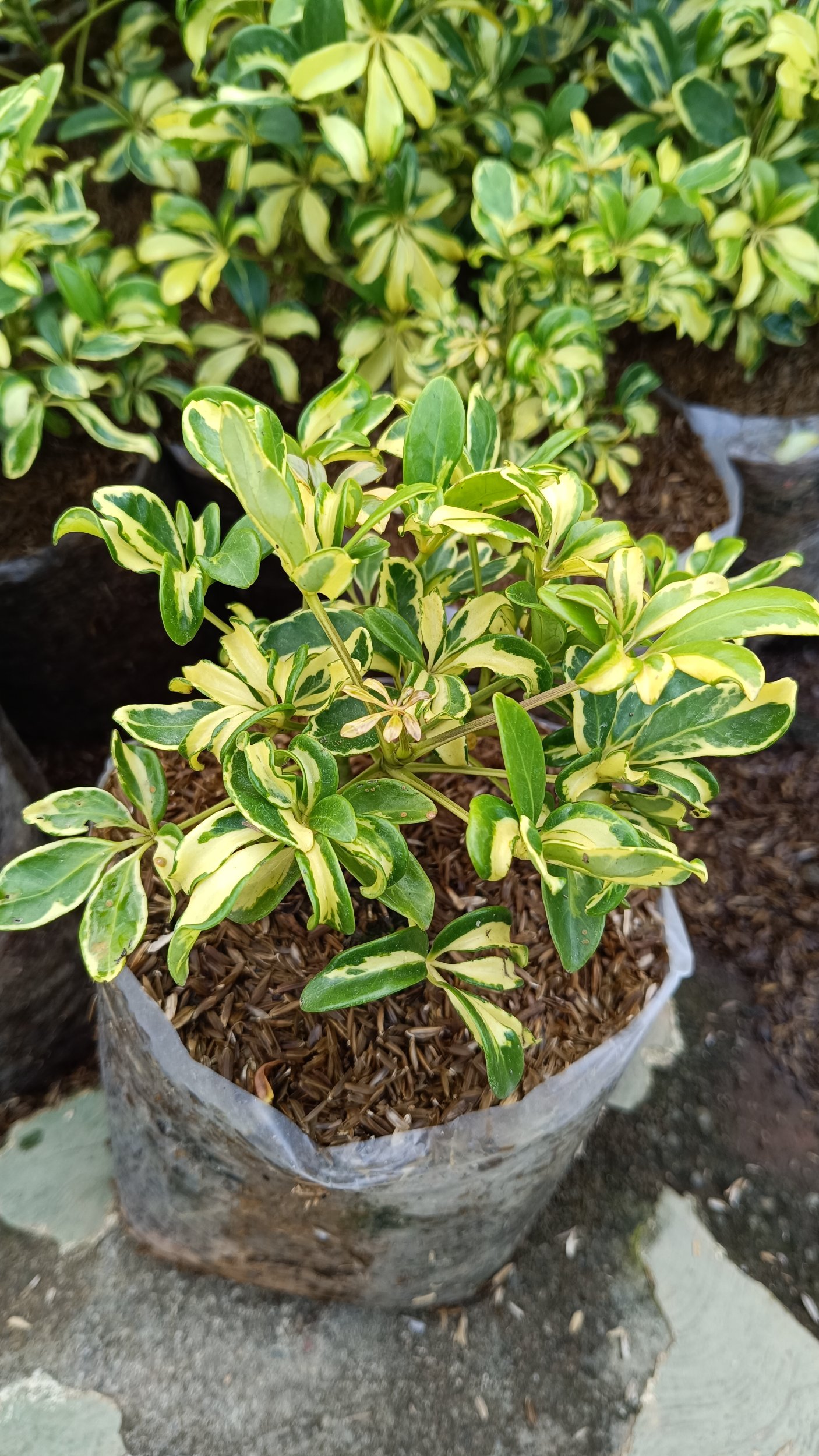 Schefflera Arboricola Variegated 10pcs, real gallery image #1 plants.