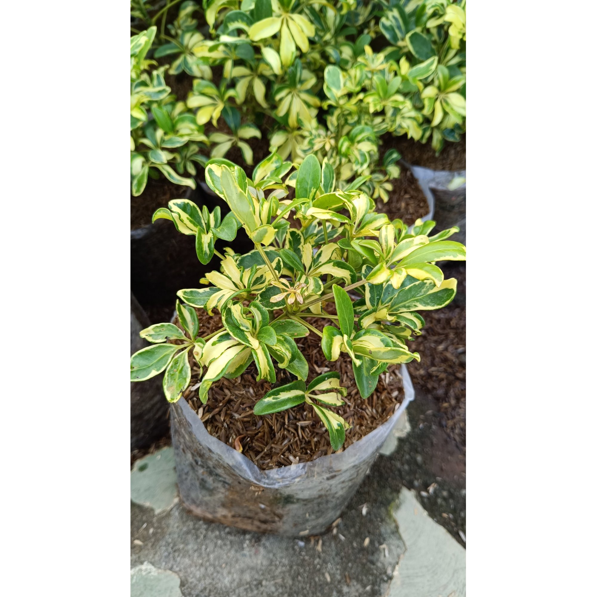 Schefflera Arboricola Variegated 25pcs, real feature image plant.