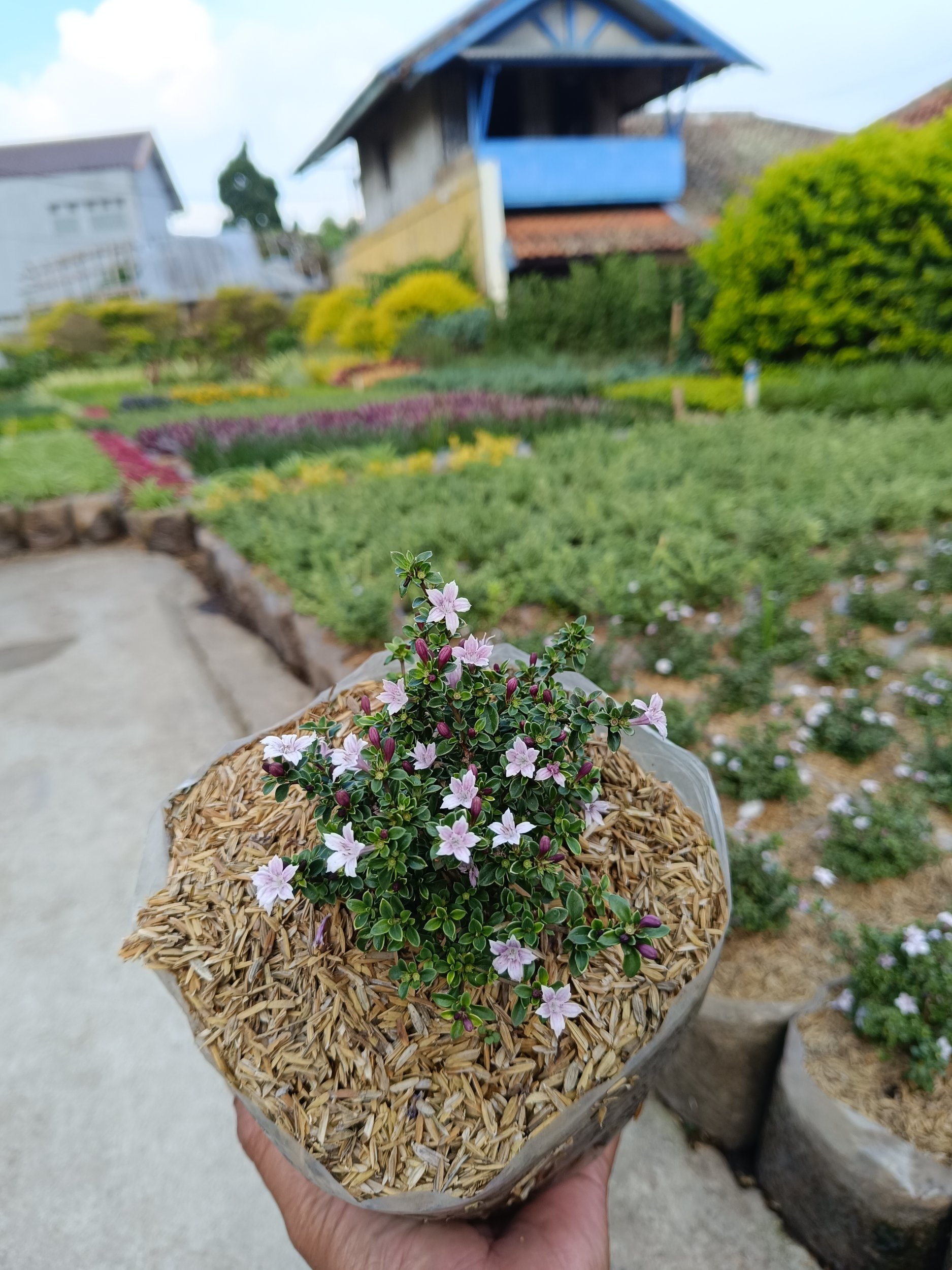 Serissa Japonica 10pcs, real gallery image #1 plants.