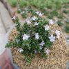 Serissa Japonica 10pcs