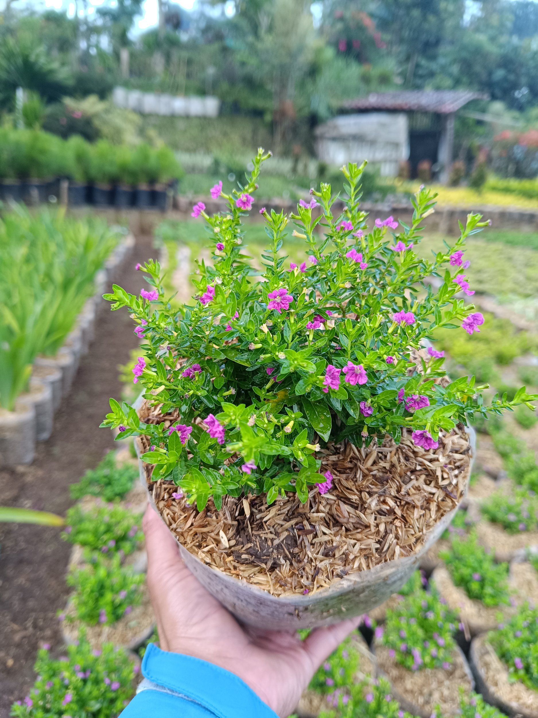 Taiwan Beauty, real gallery image #1 plants.