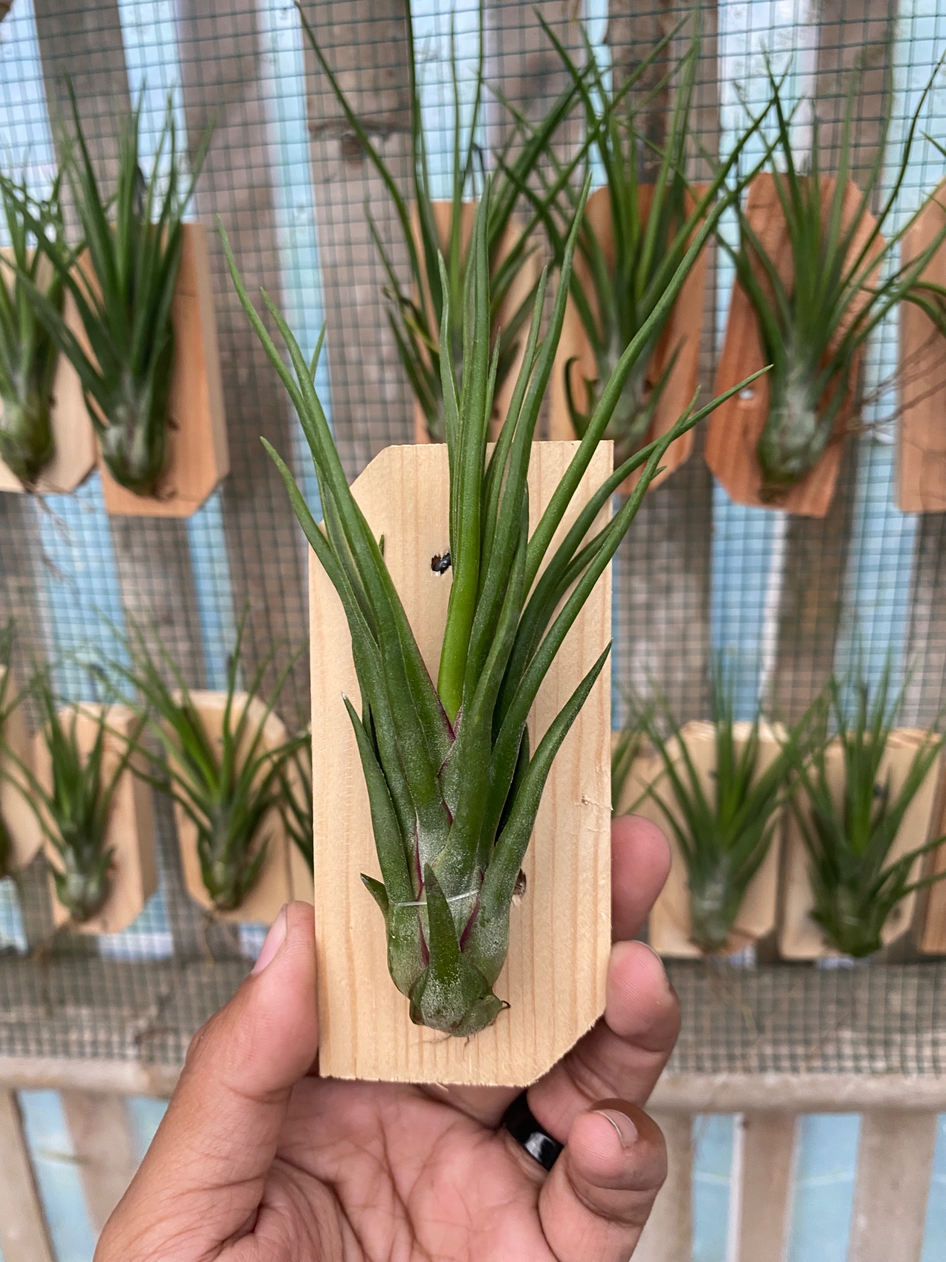 Tillandsia Basikokis X Bulbosa, real gallery image #1 plants. Picture taken directly from kaktus.id community Tillandsia farmer green houses.