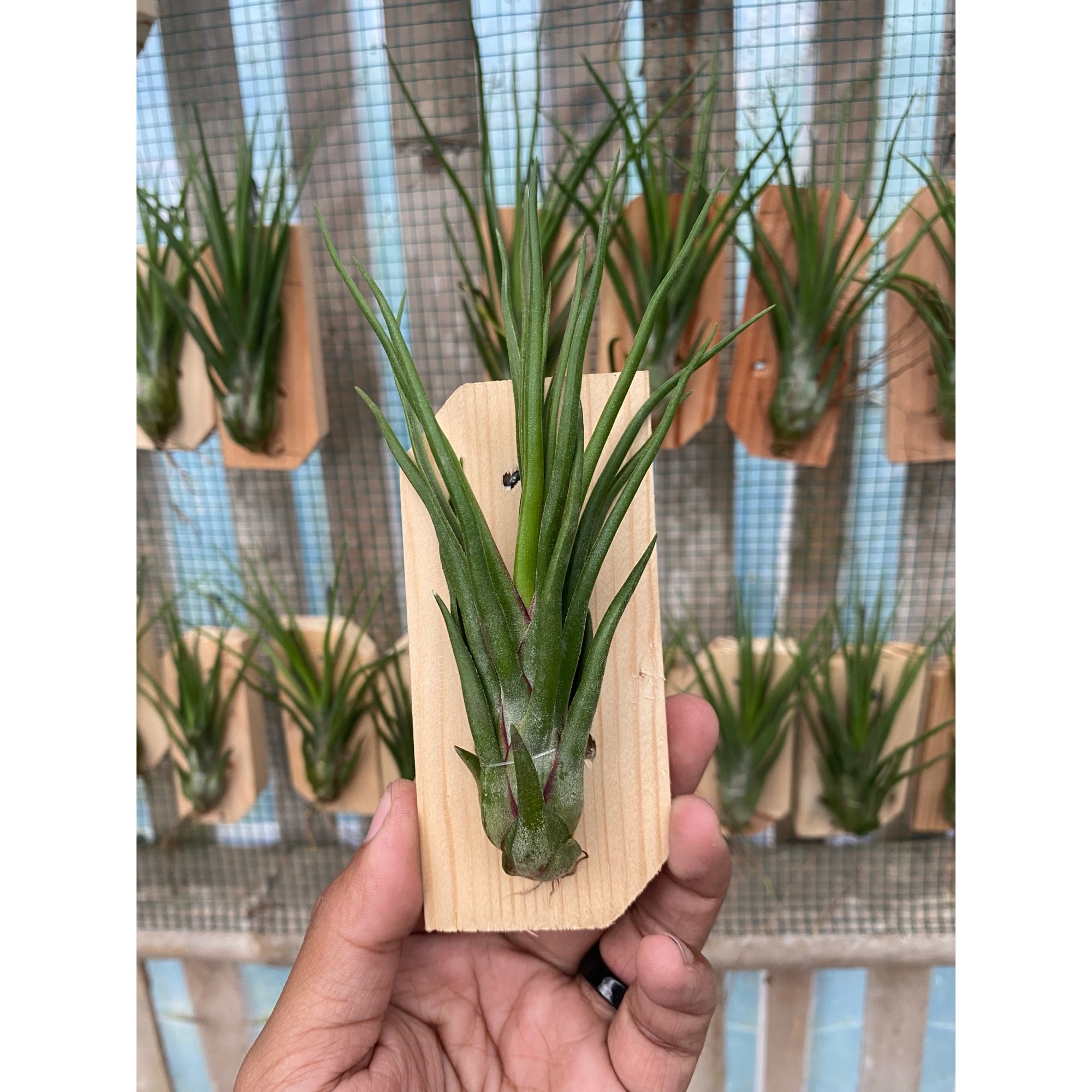 2122. Tillandsia Basikokis X Bulbosa