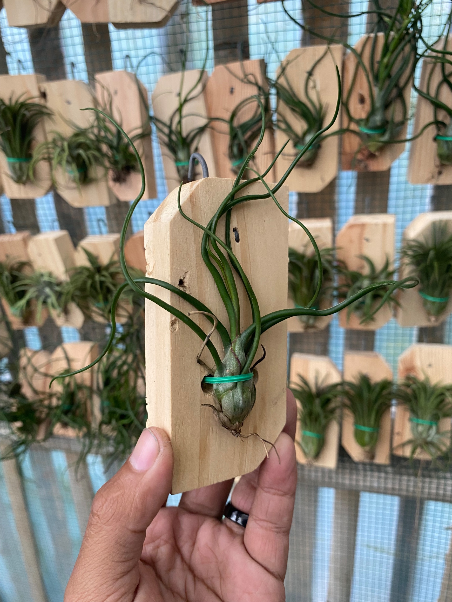 Tillandsia Bulbosa, real gallery image #1 plants. Picture taken directly from kaktus.id community Tillandsia farmer green houses.