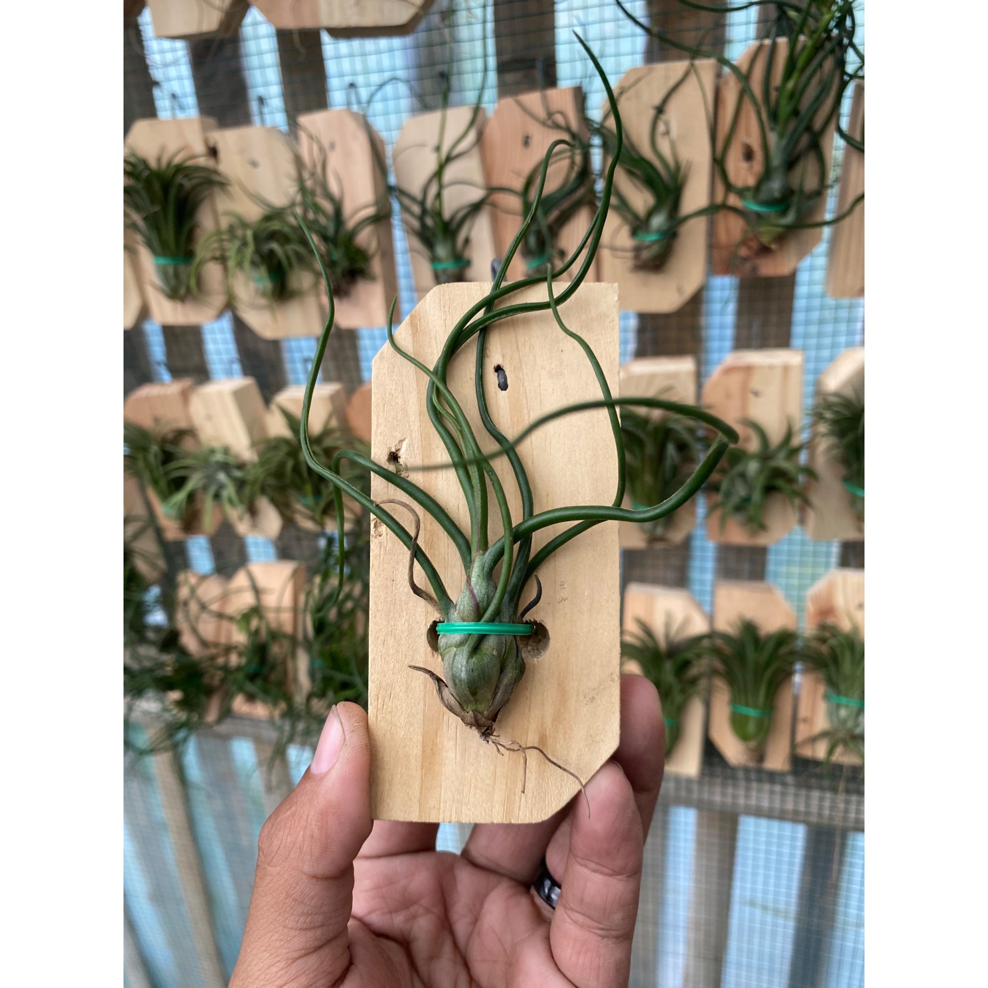 Tillandsia Bulbosa, real feature image plant. Picture taken directly from kaktus.id community Tillandsia farmer green houses.