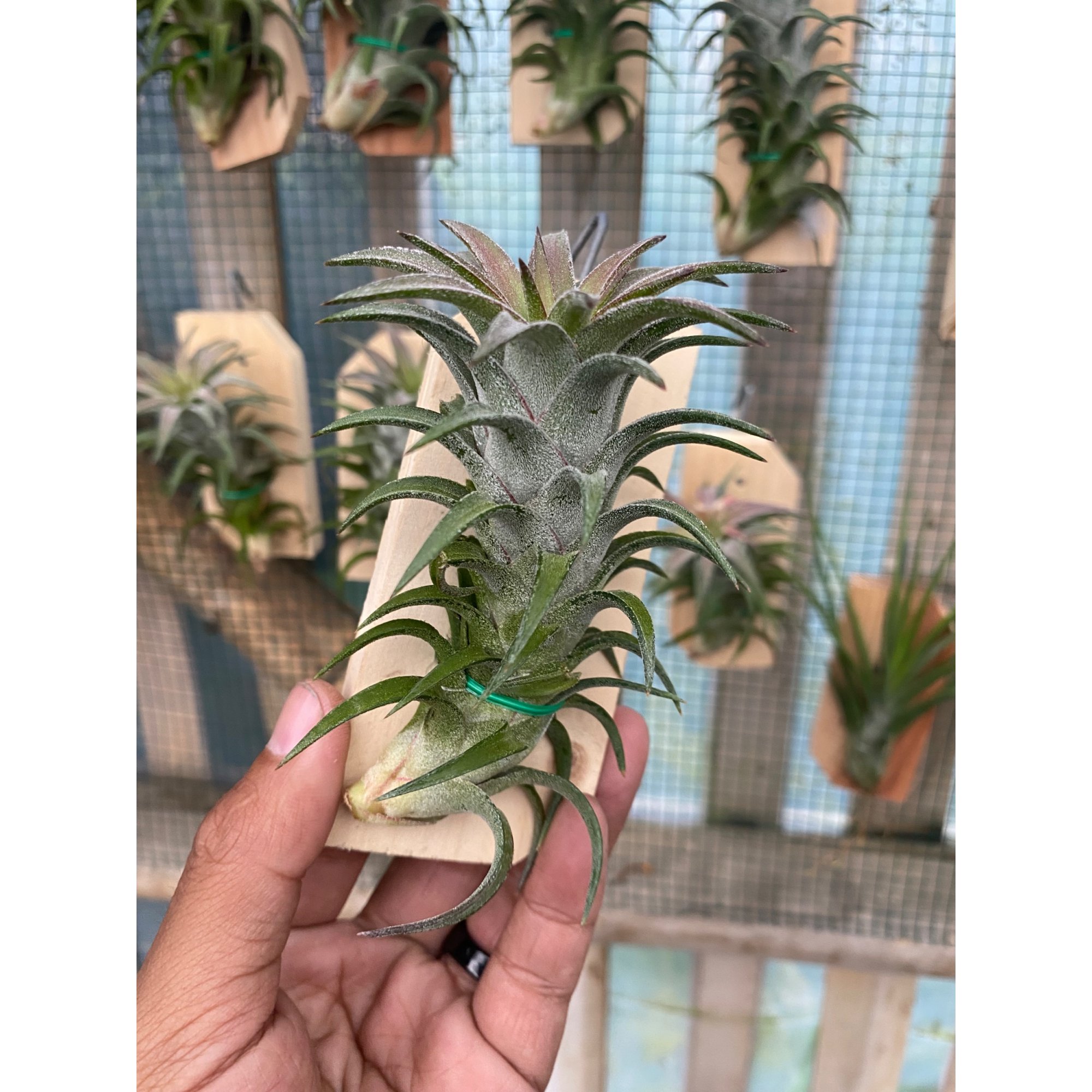 Tillandsia Ionantha Var Vanhyningii, real feature image plant. Picture taken directly from kaktus.id community Tillandsia farmer green houses.