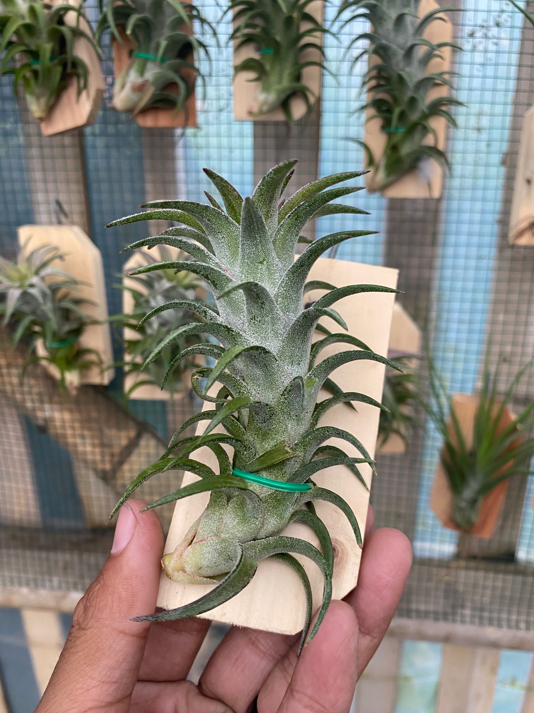 Tillandsia Ionantha Var Vanhyningii, real gallery image #1 plants. Picture taken directly from kaktus.id community Tillandsia farmer green houses.