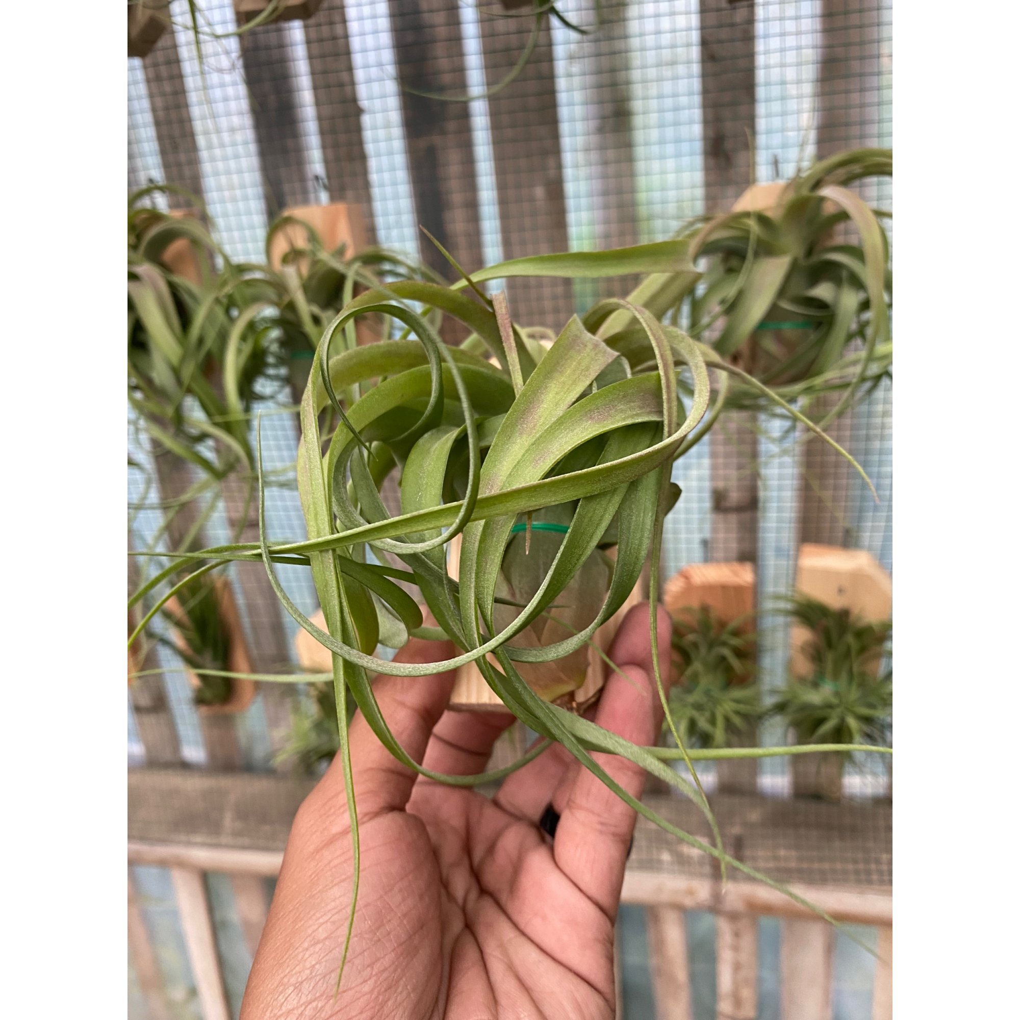 Tillandsia Streptophylla, real feature image plant. Picture taken directly from kaktus.id community Tillandsia farmer green houses.