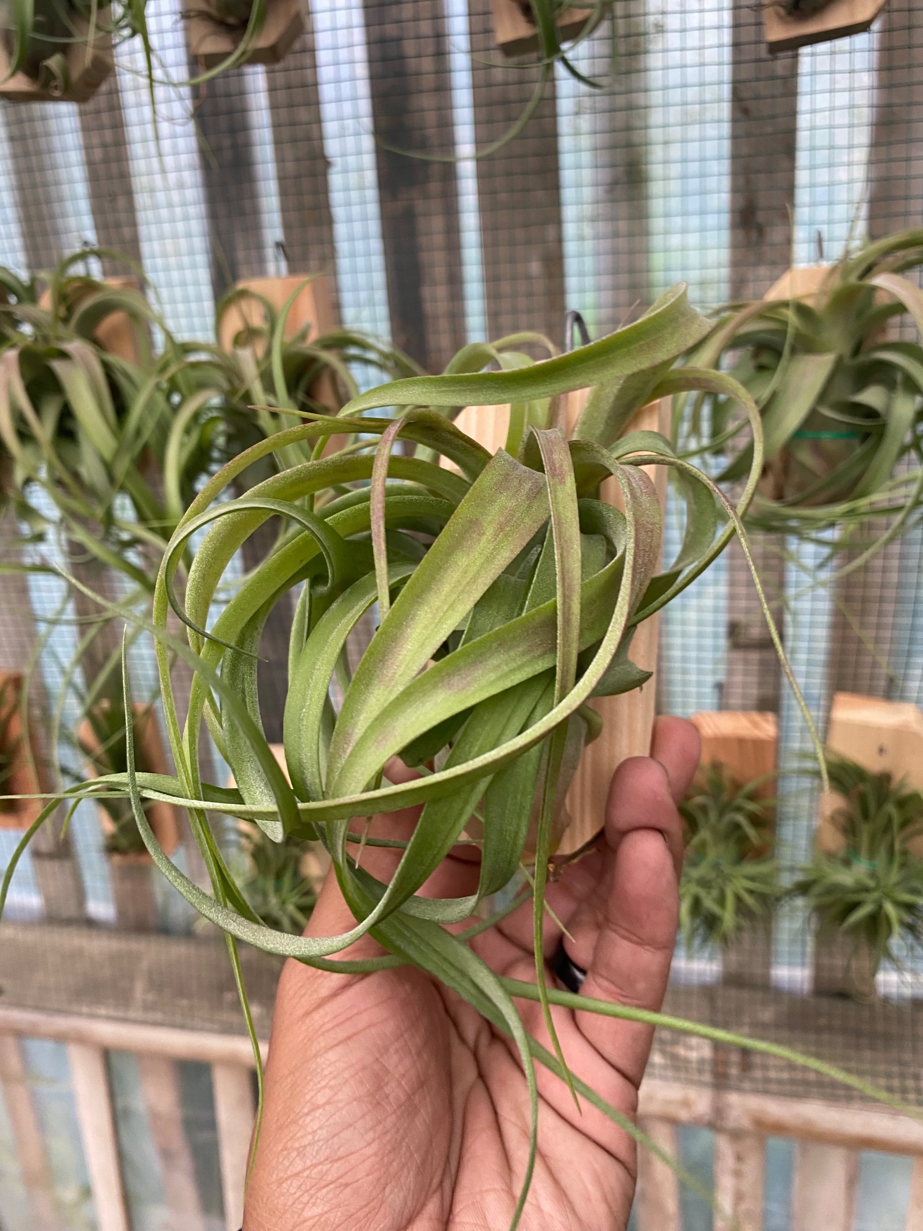 Tillandsia Streptophylla, real gallery image #1 plants. Picture taken directly from kaktus.id community Tillandsia farmer green houses.