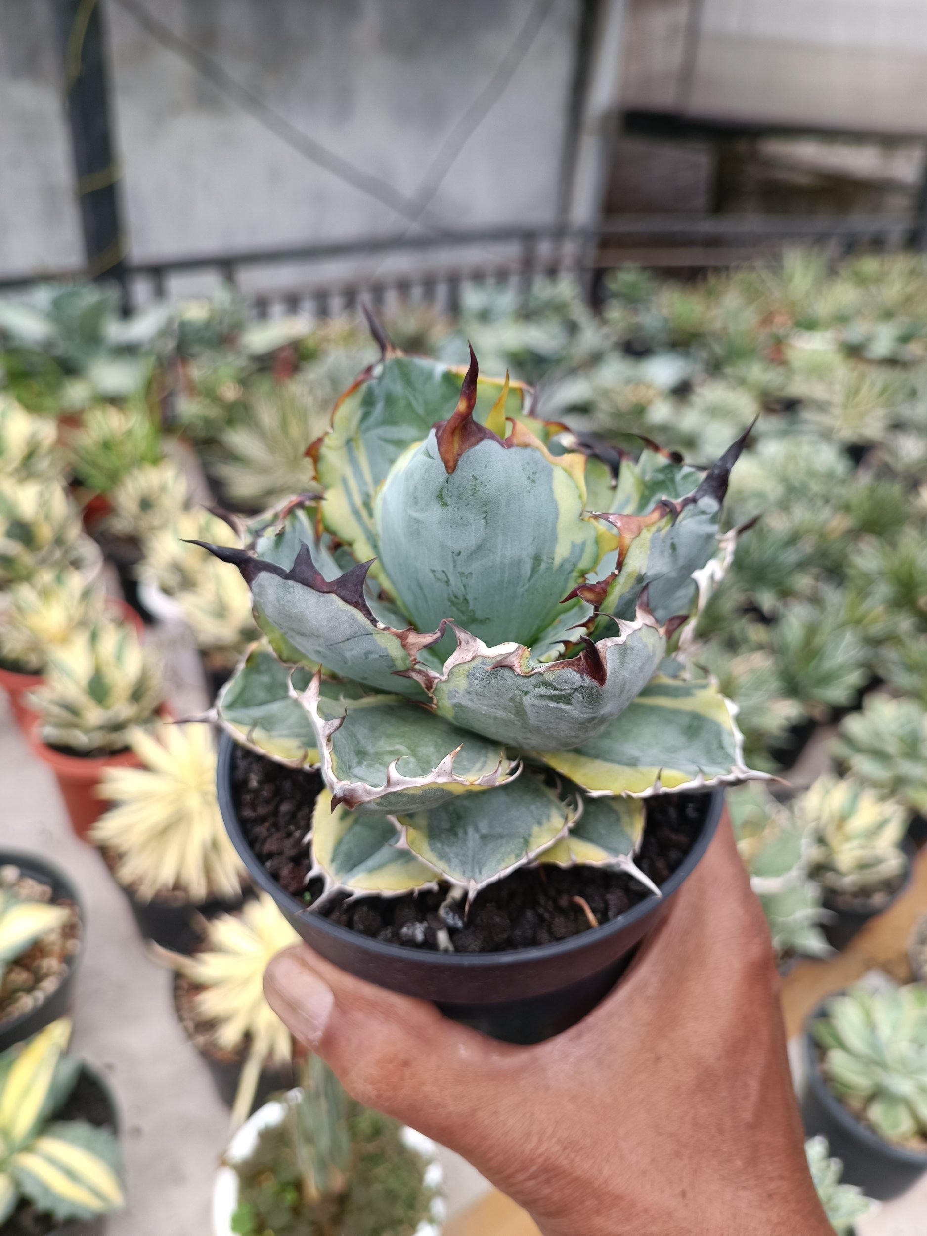 Agave Blue Diamond size 15 cm, real gallery image #1 plants.