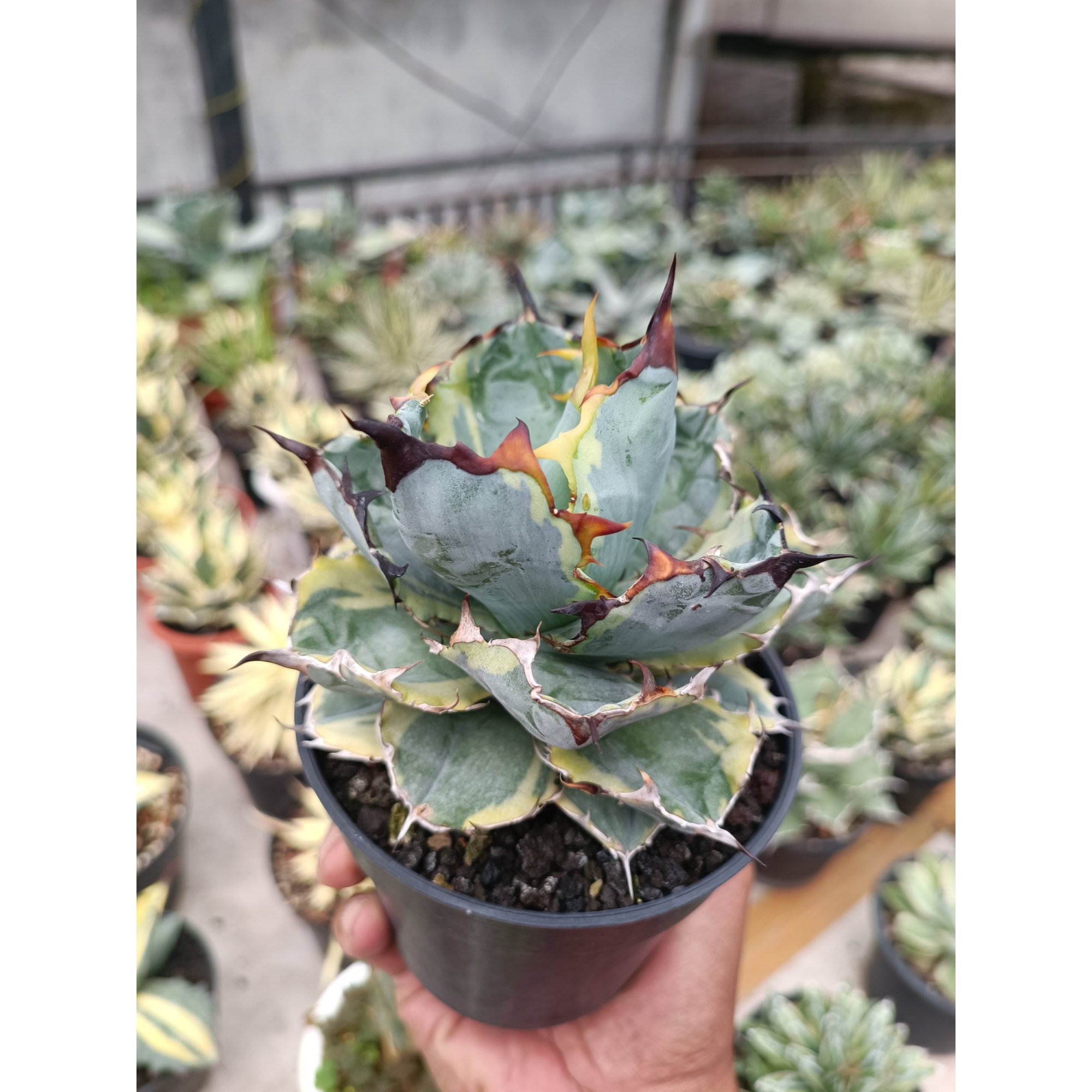 Agave Blue Diamond size 15 cm, real feature image plant.