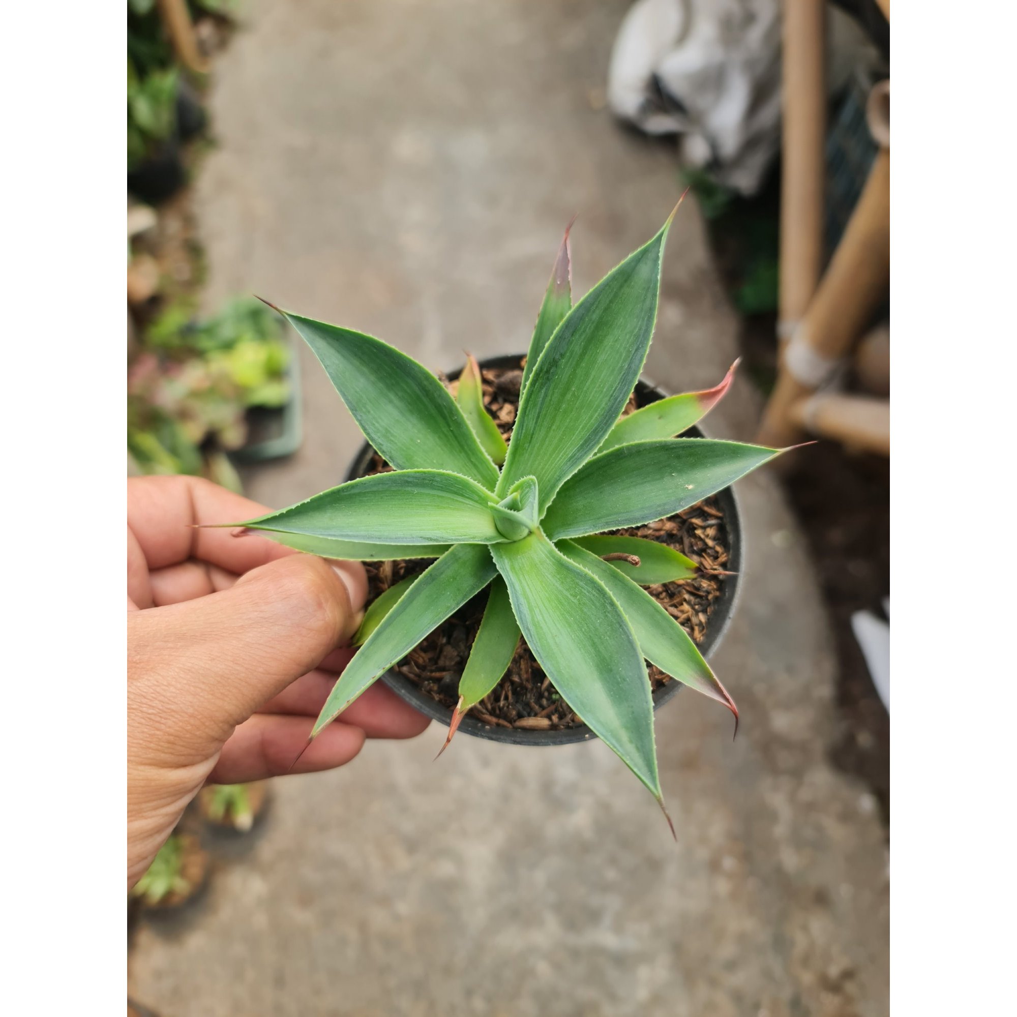 Agave Blueflame Variegated, real feature image plant.