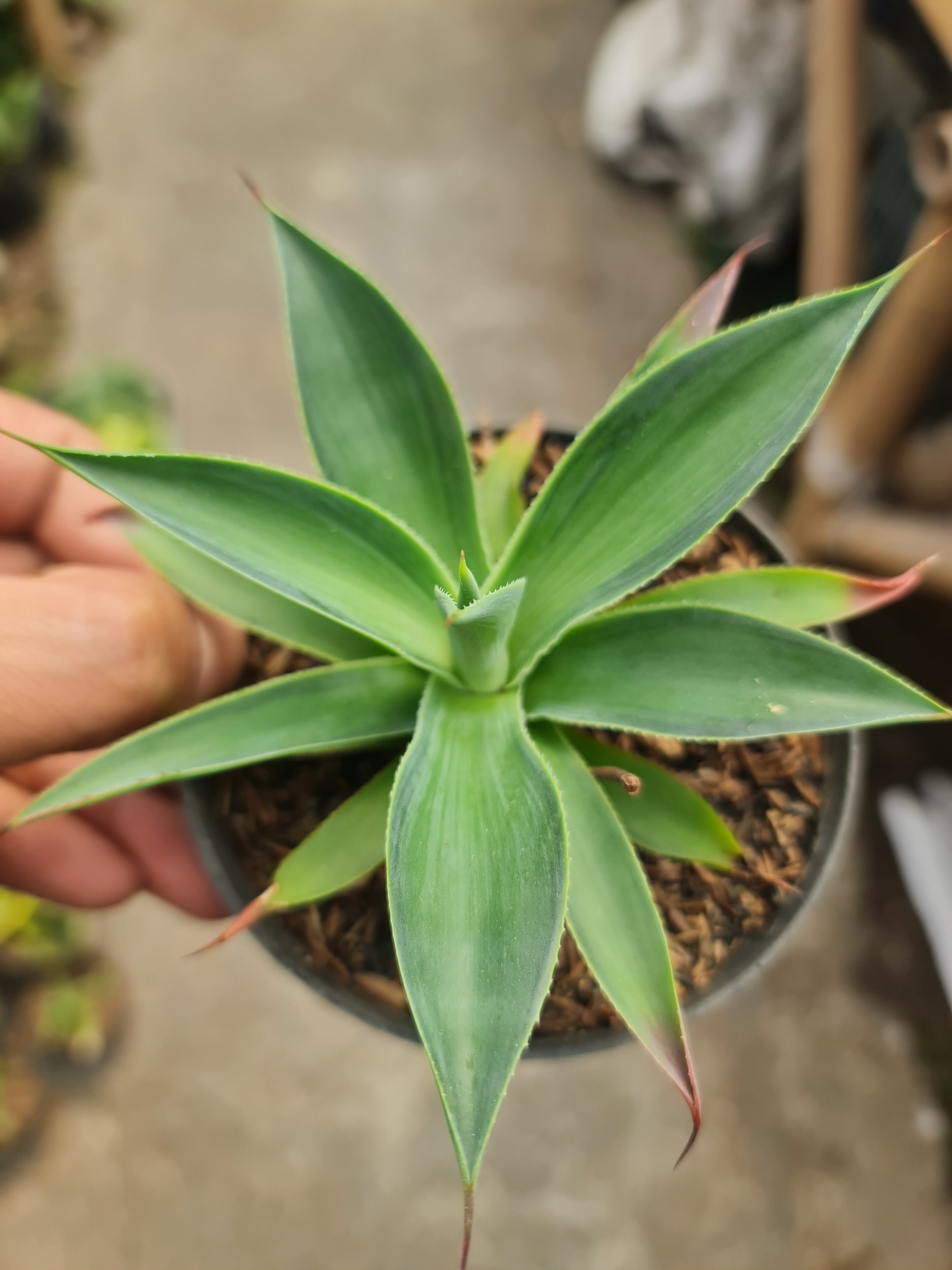 Agave Blueflame Variegated, real gallery image #1 plants.