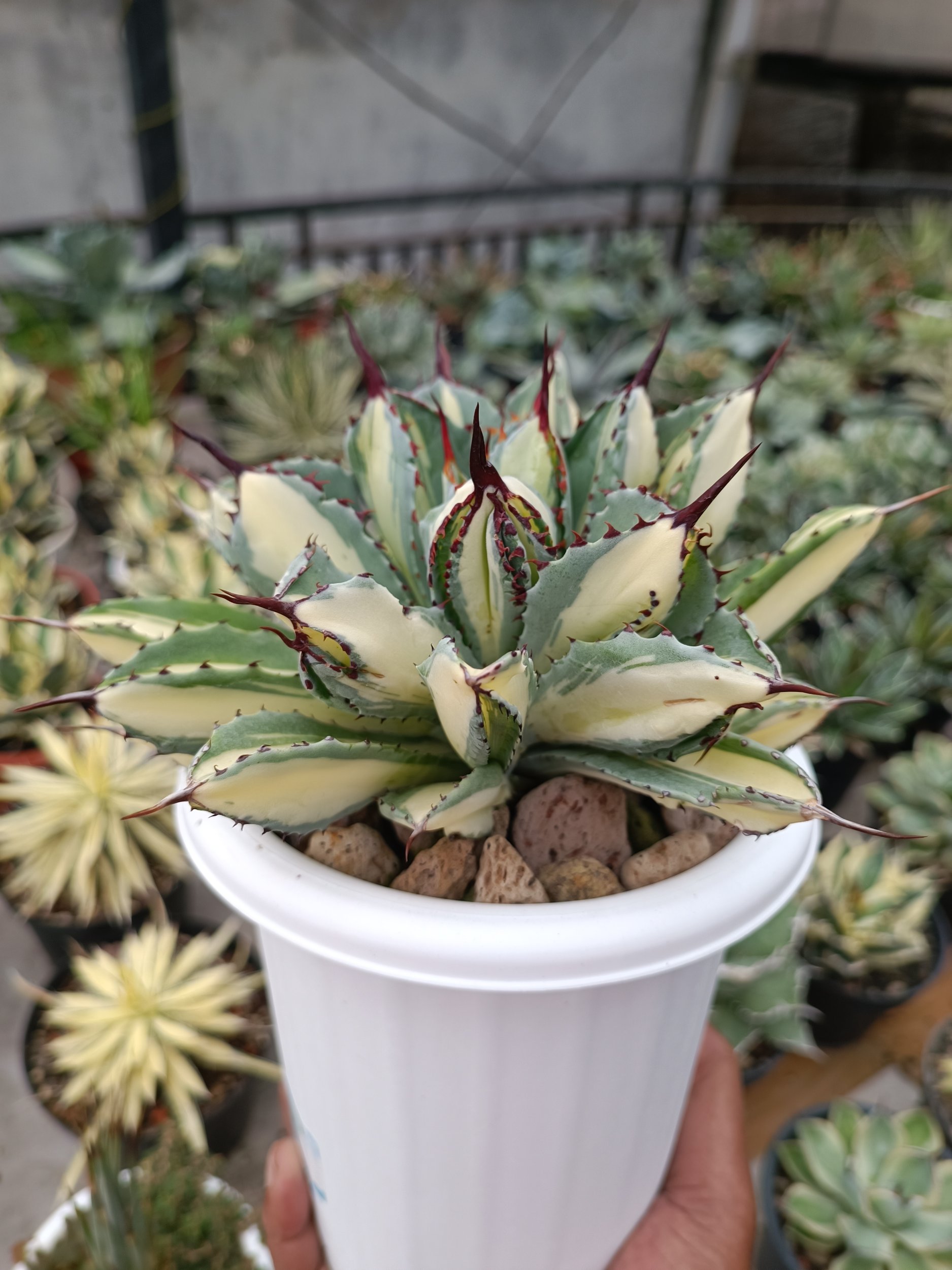 Agave Cubic Mediopicta, real gallery image #1 plants.