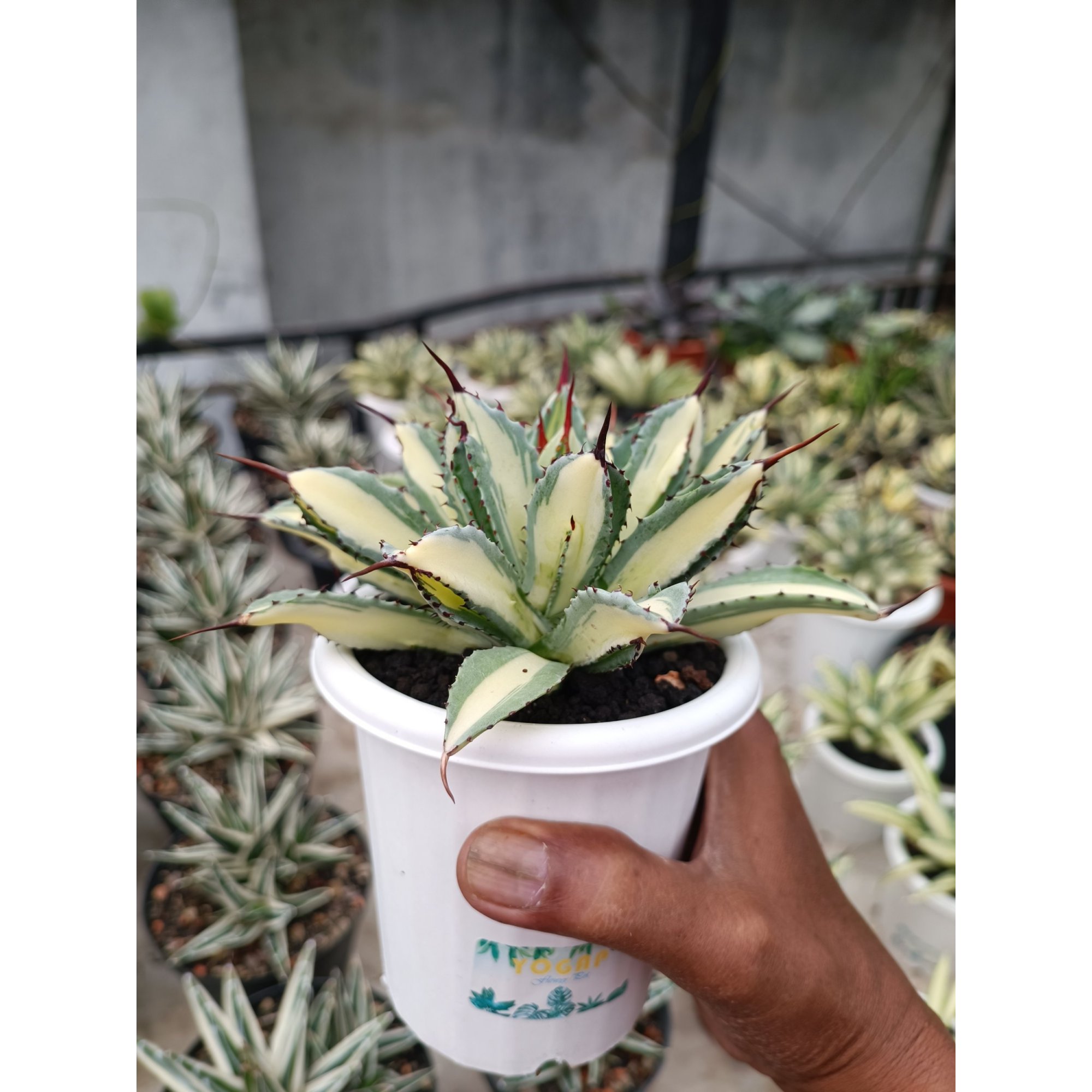 Agave Cubic Mediopicta size 15 cm, real feature image plant.