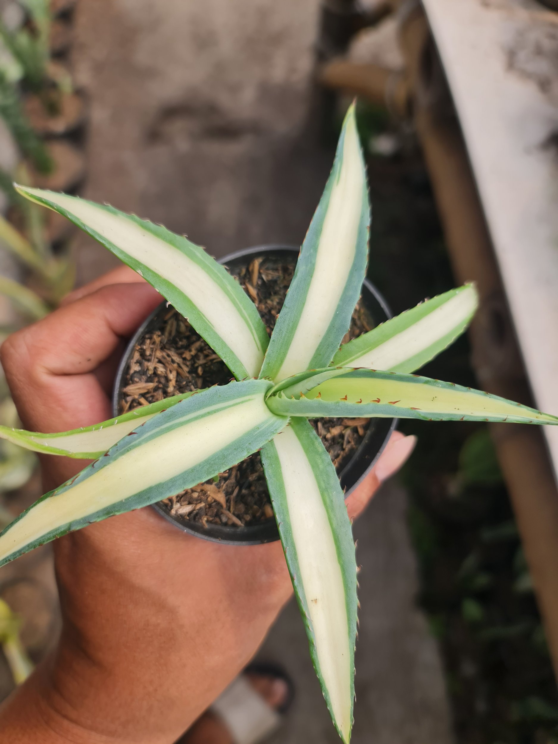 Agave Guingola, real gallery image #1 plants.