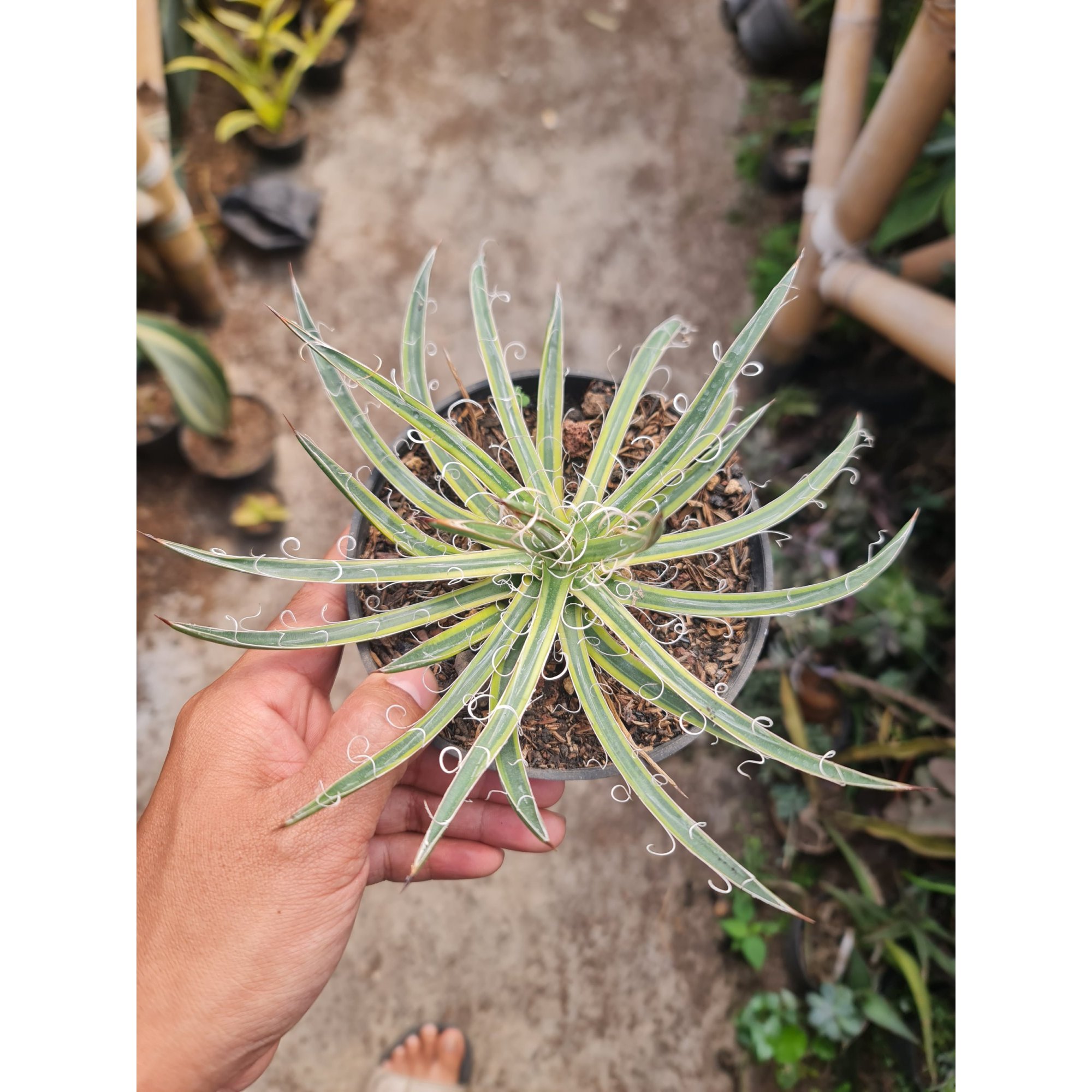Agave Leopoldii 12cm, real feature image plant.