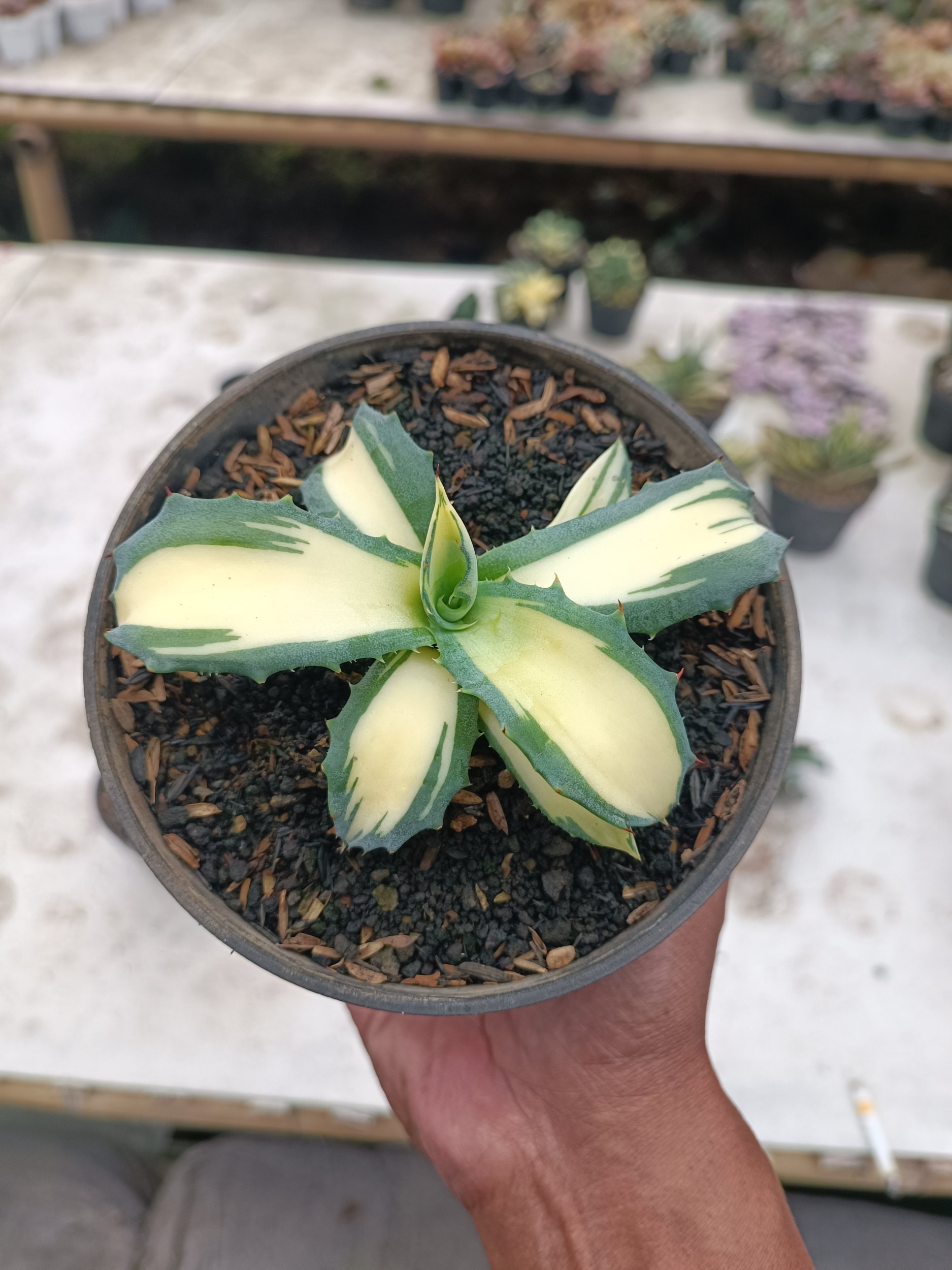 Agave Salmiana Ferox Variegated, real gallery image #1 plants.