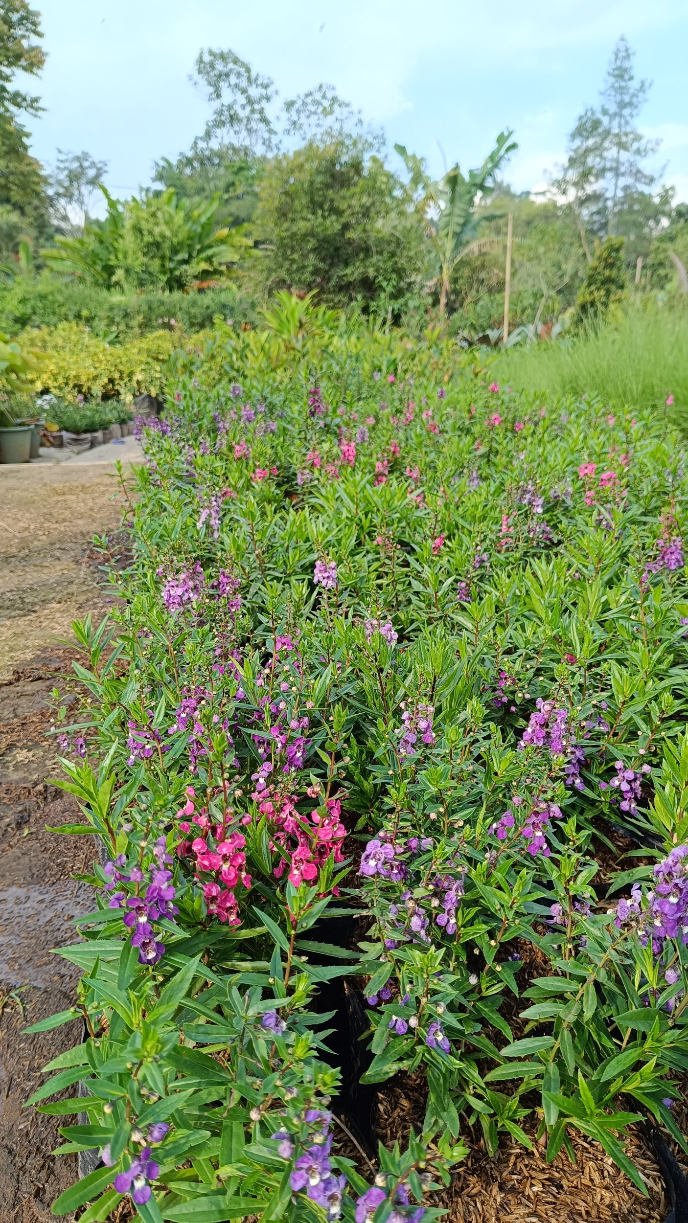 Angelonia Angustifolia size 35 cm, real gallery image #1 plants.