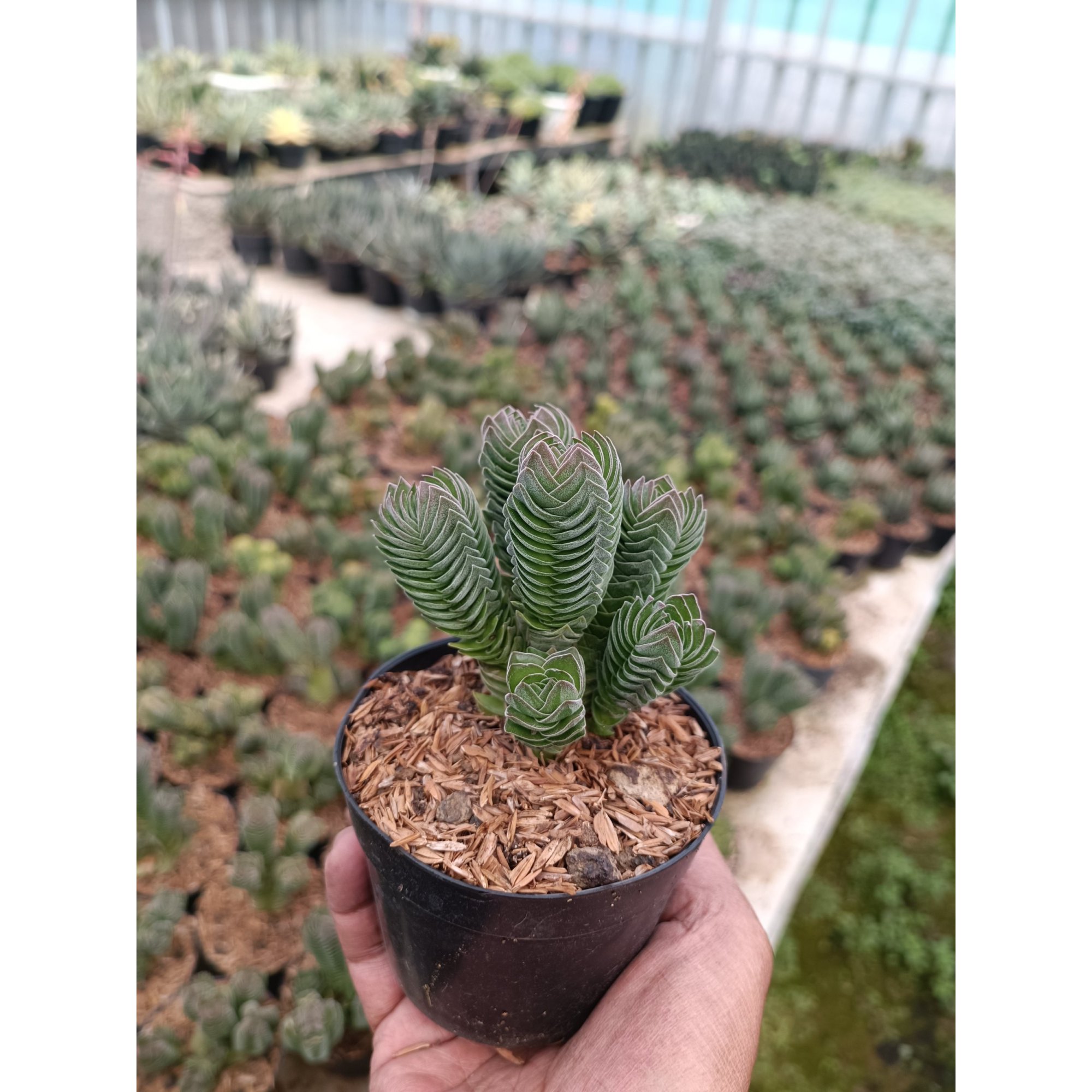 Cassula Budha Temple Cluster, real feature image plant.