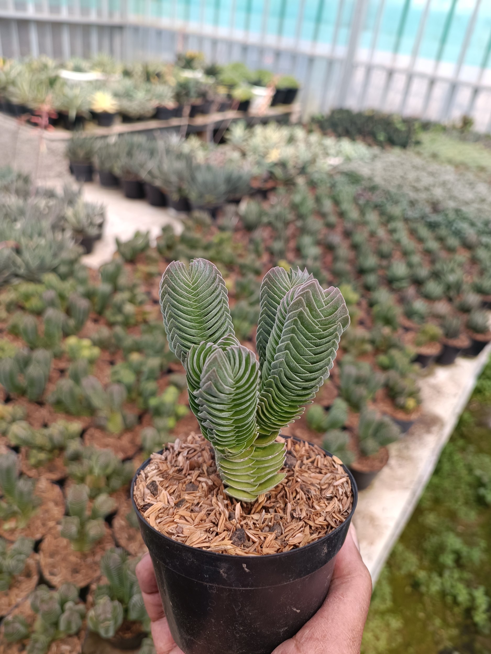 Cassula Budha Temple Cluster, real gallery image #1 plants.