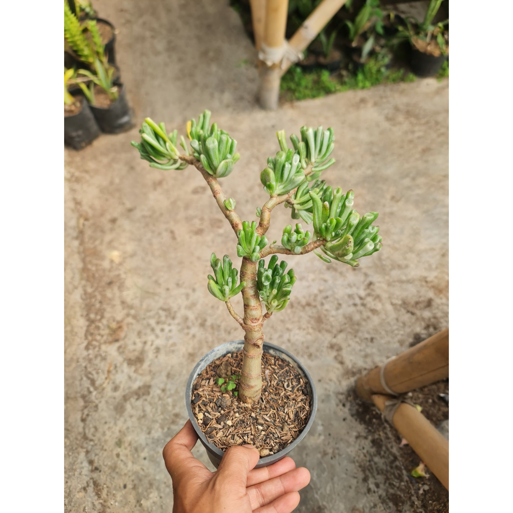 Crassula Ovata Gollum White Bonsai Pot 12, real feature image plant.
