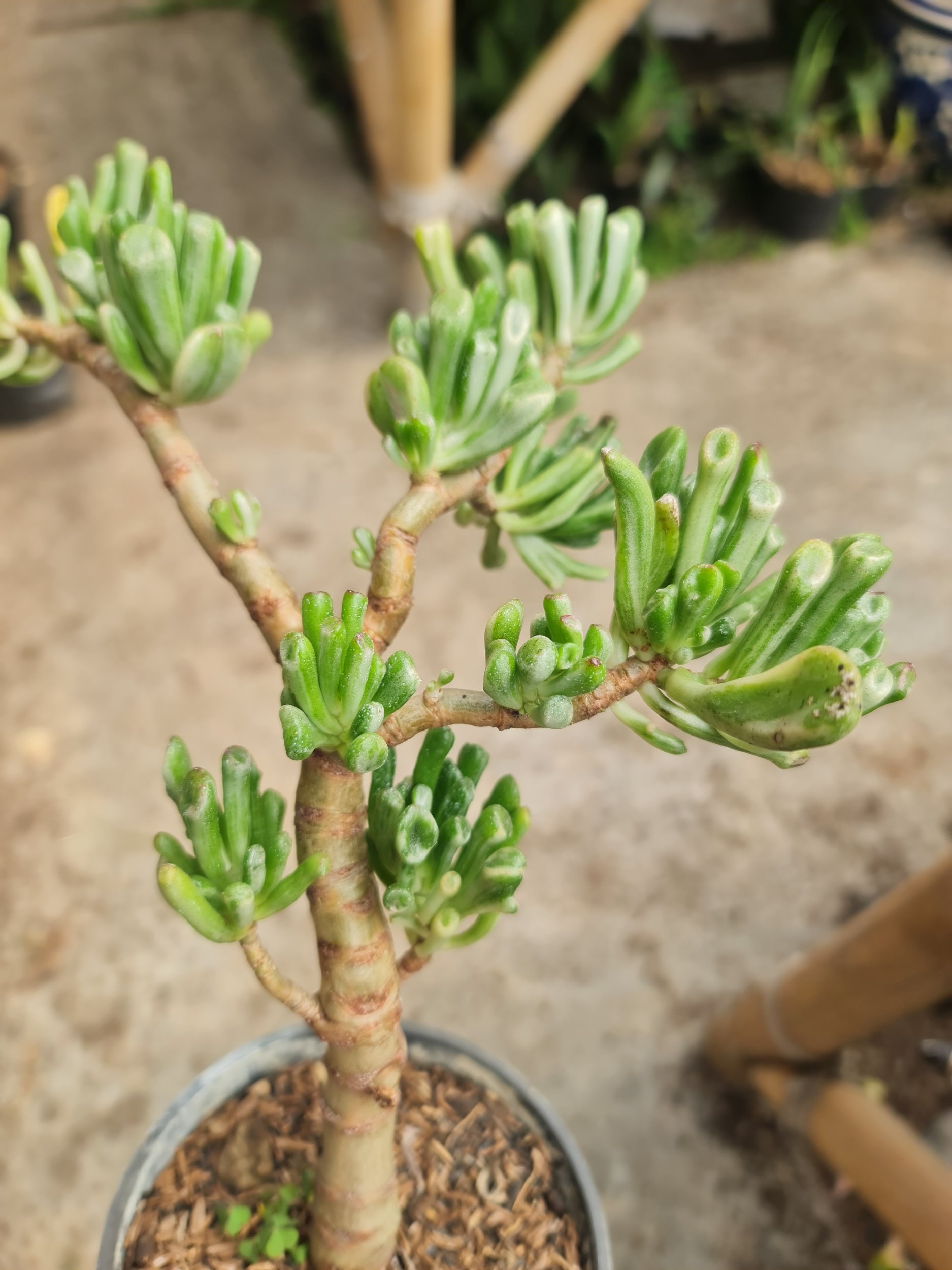 Crassula Ovata Gollum White Bonsai Pot 12, real gallery image #1 plants.