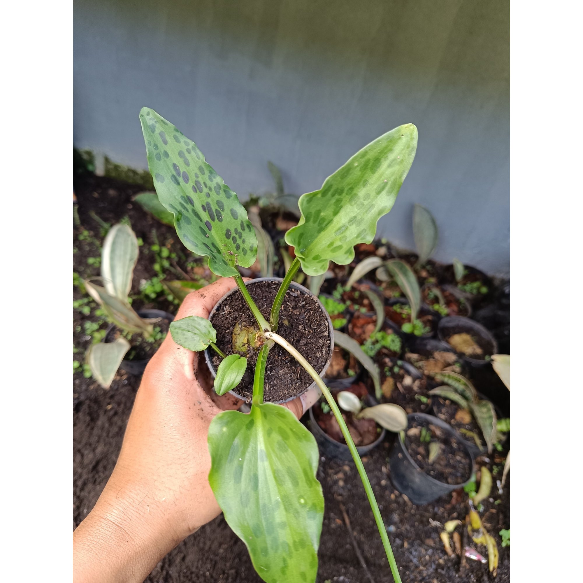 Drimiopsis Maculata 5pcs, real feature image plant.