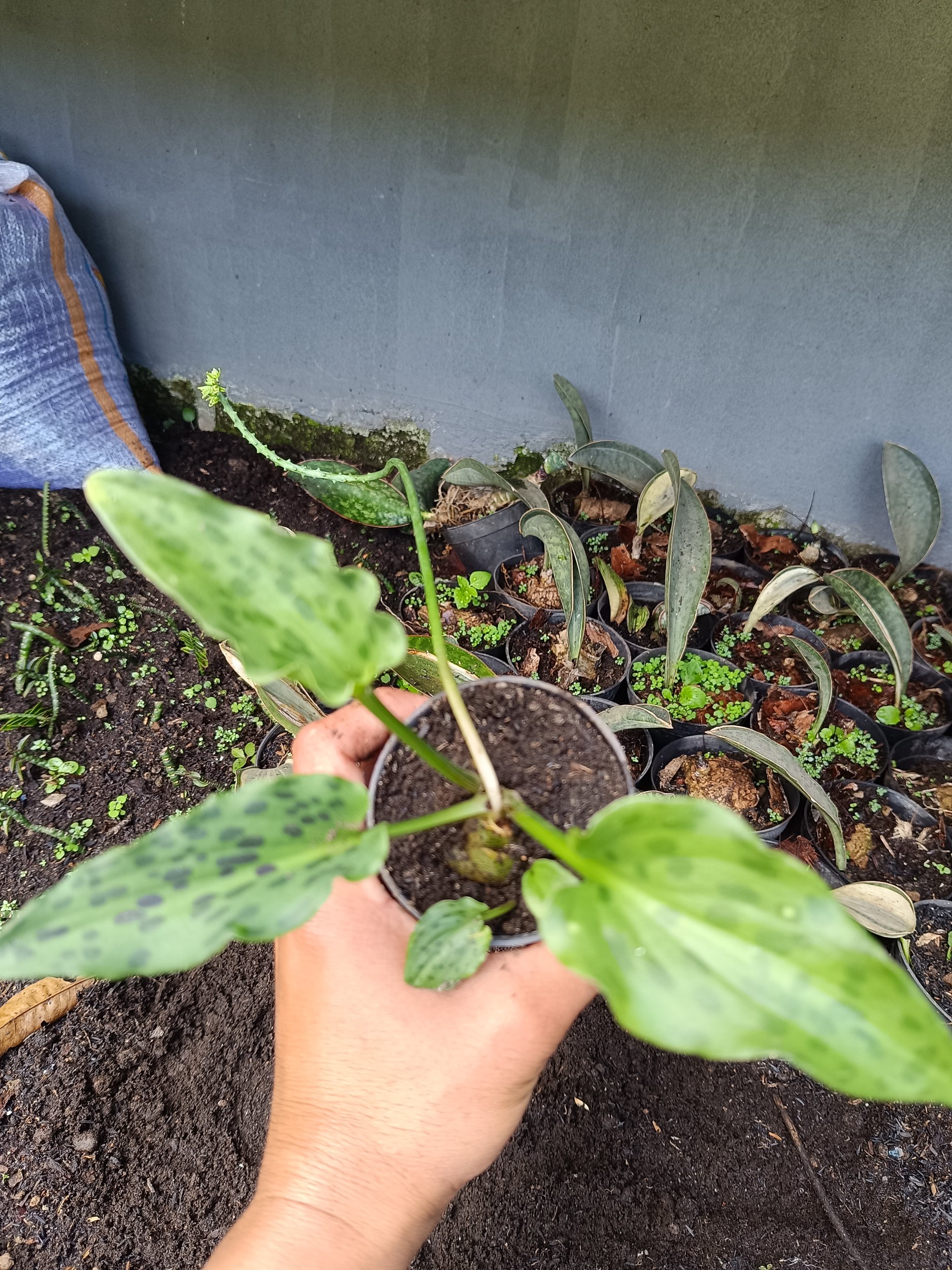 Drimiopsis Maculata 5pcs, real gallery image #1 plants.